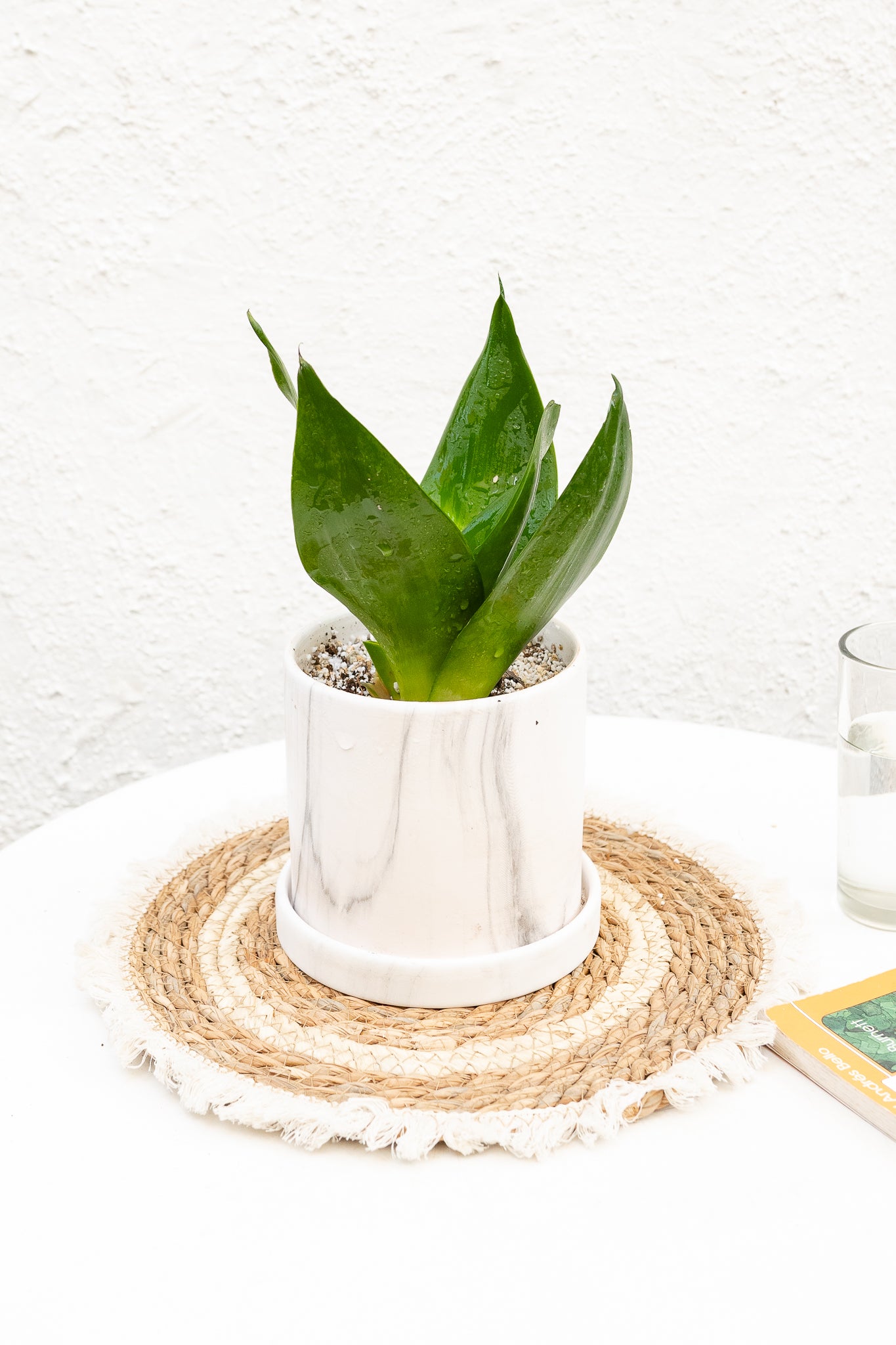 Sansevieria Enana - Imagen 2