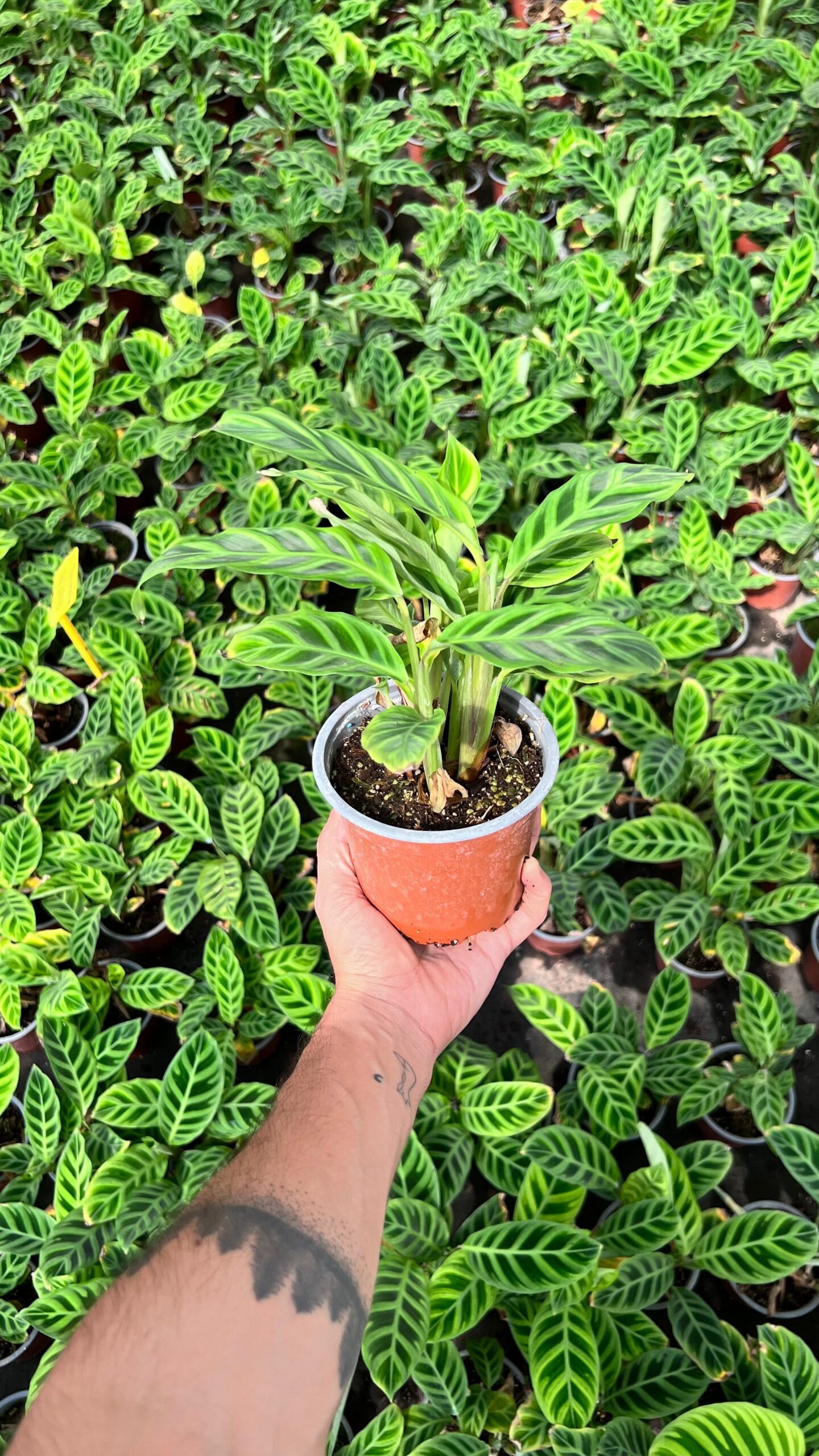 Calathea Zebrina - Imagen 7