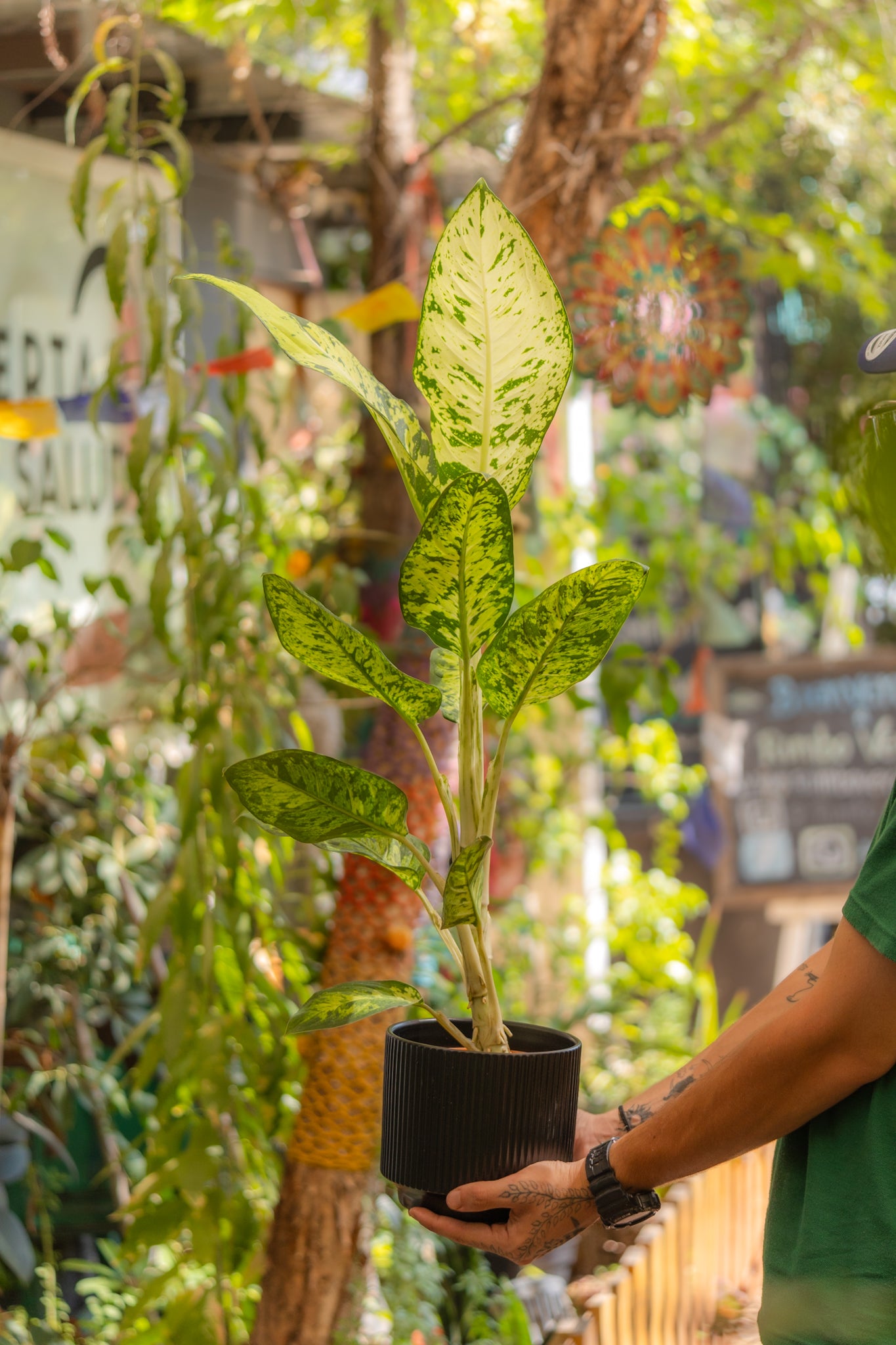 Dieffenbachia Pictus