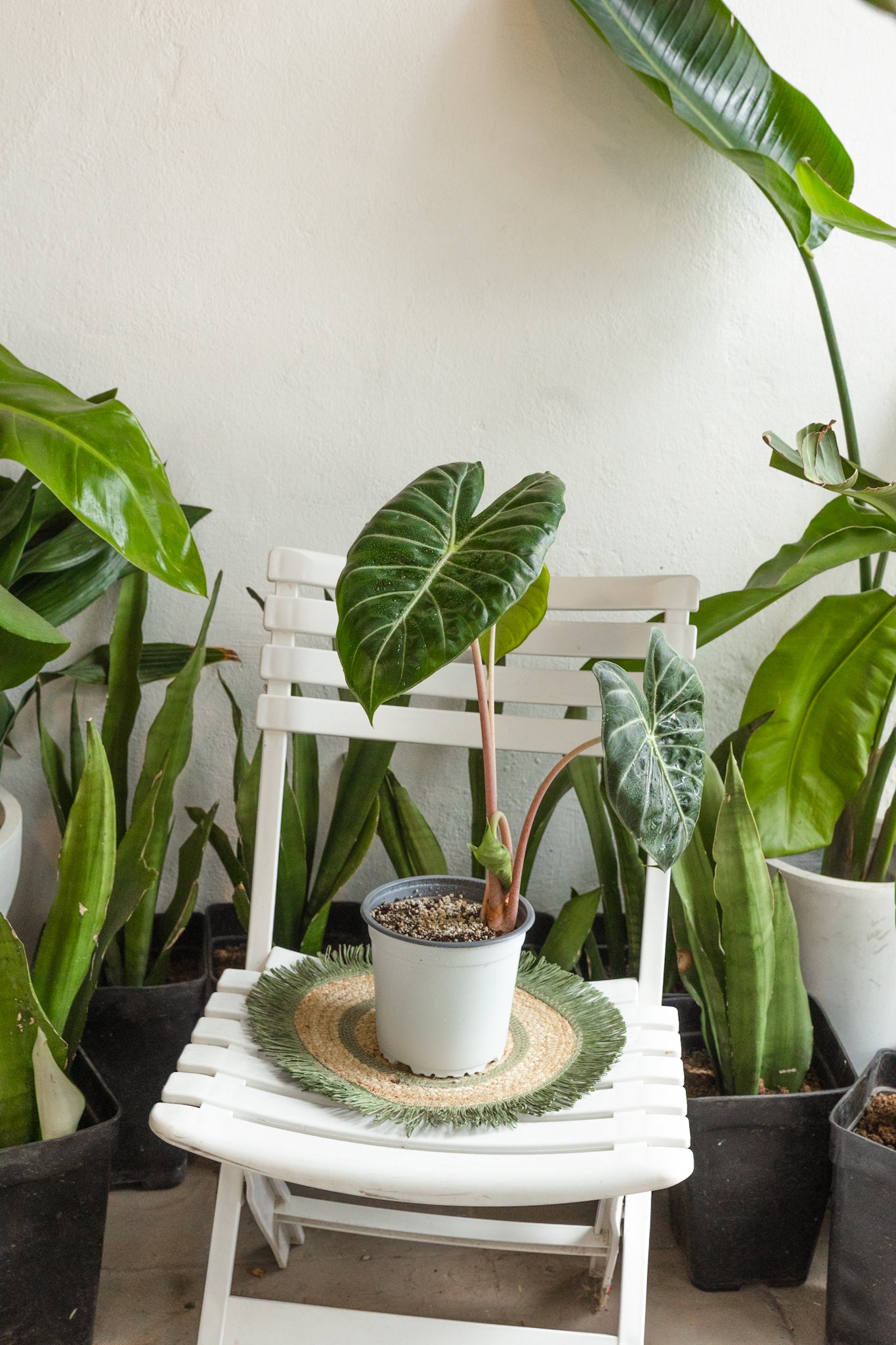 Alocasia Pink Dragón