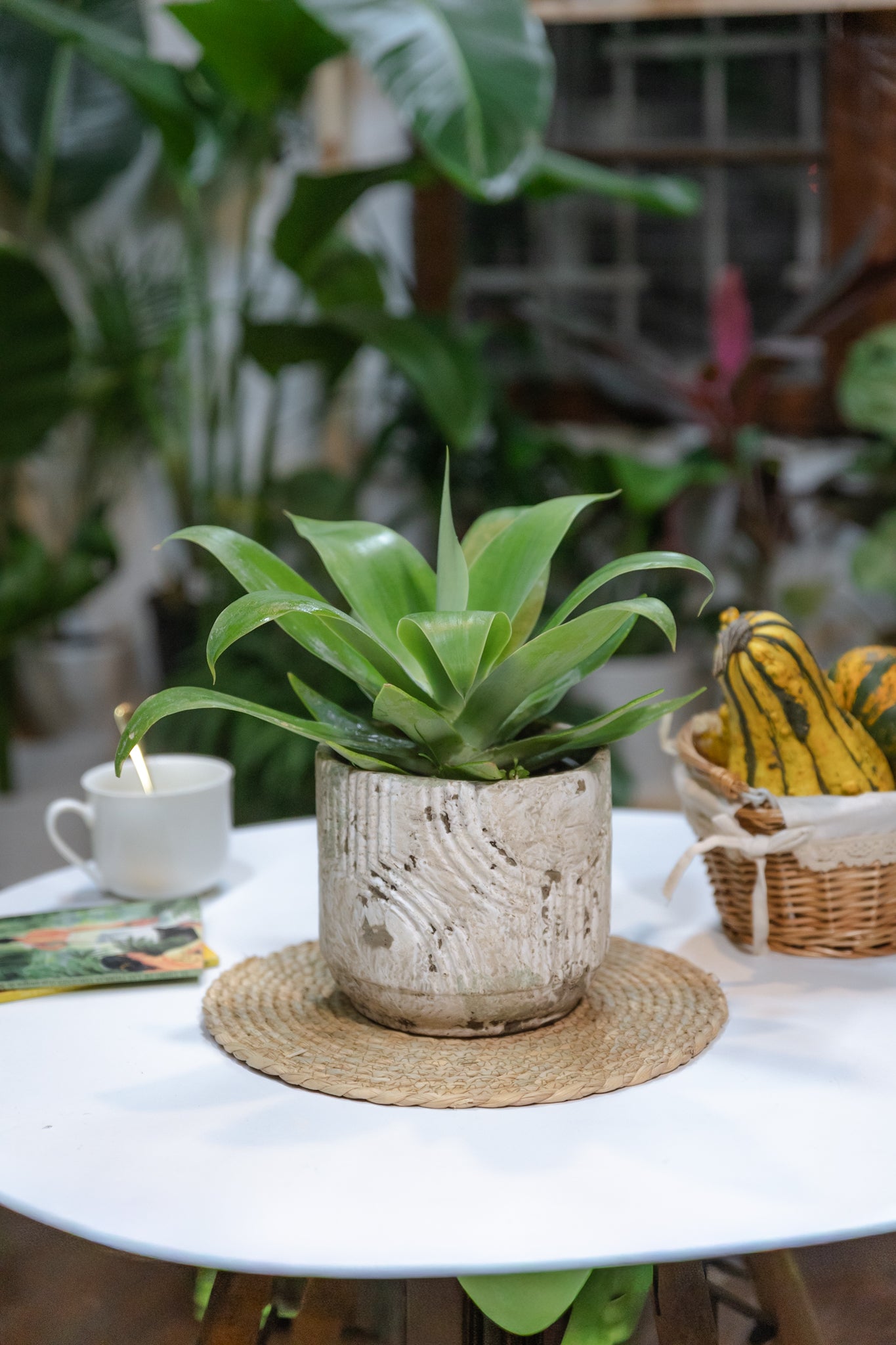 Agave Attenuata - Imagen 3