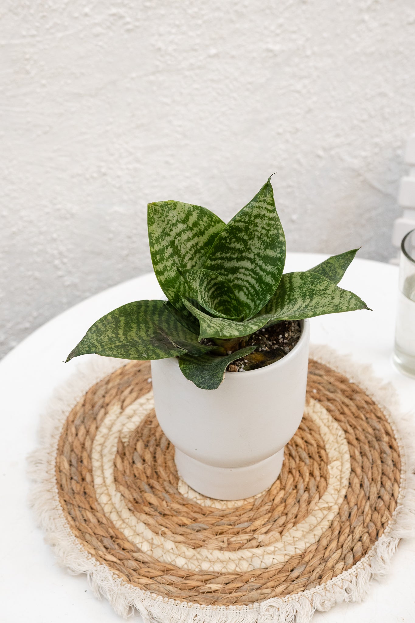 Sansevieria Enana - Imagen 3