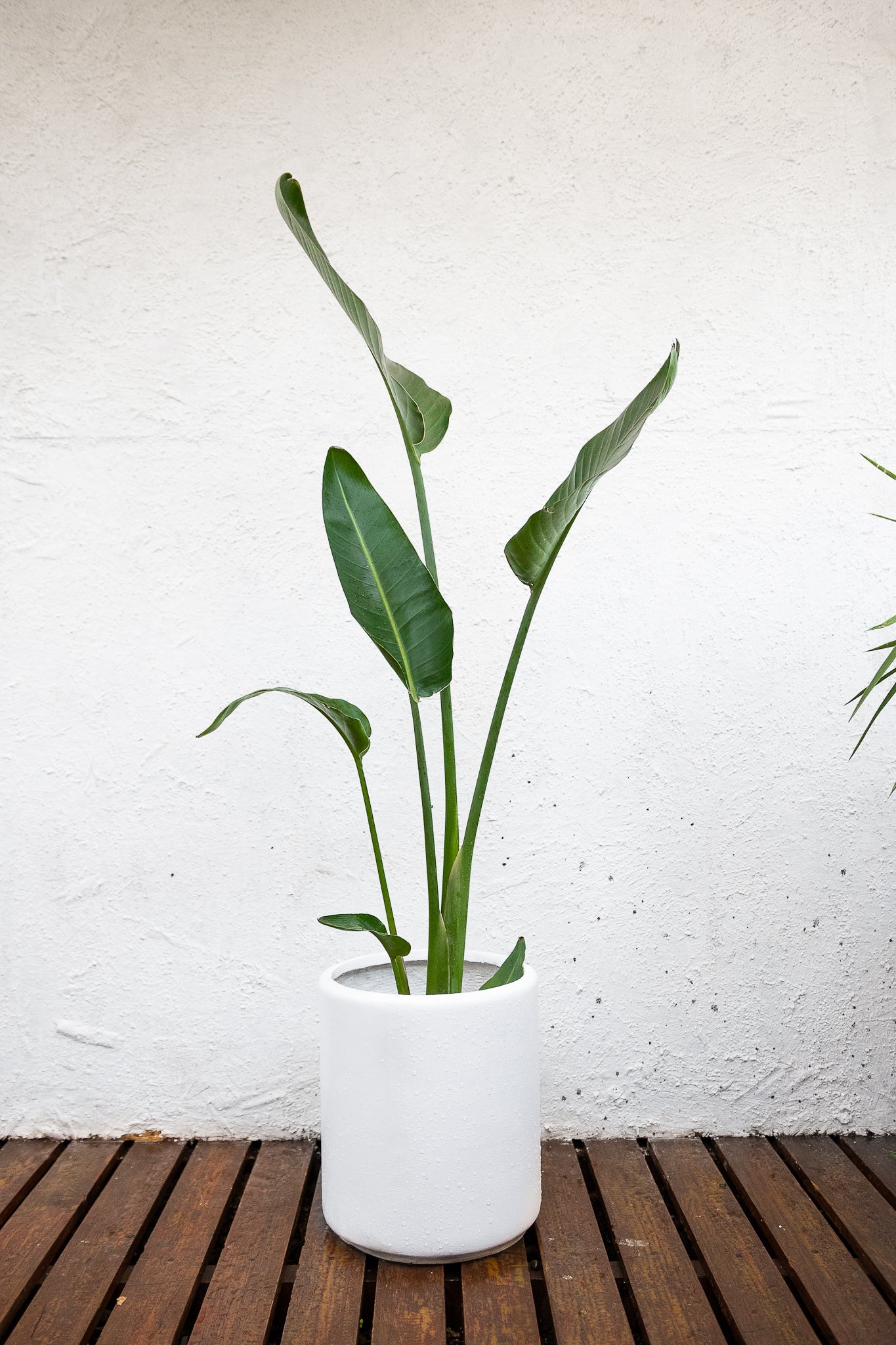 Strelitzia Nicolai - Imagen 3