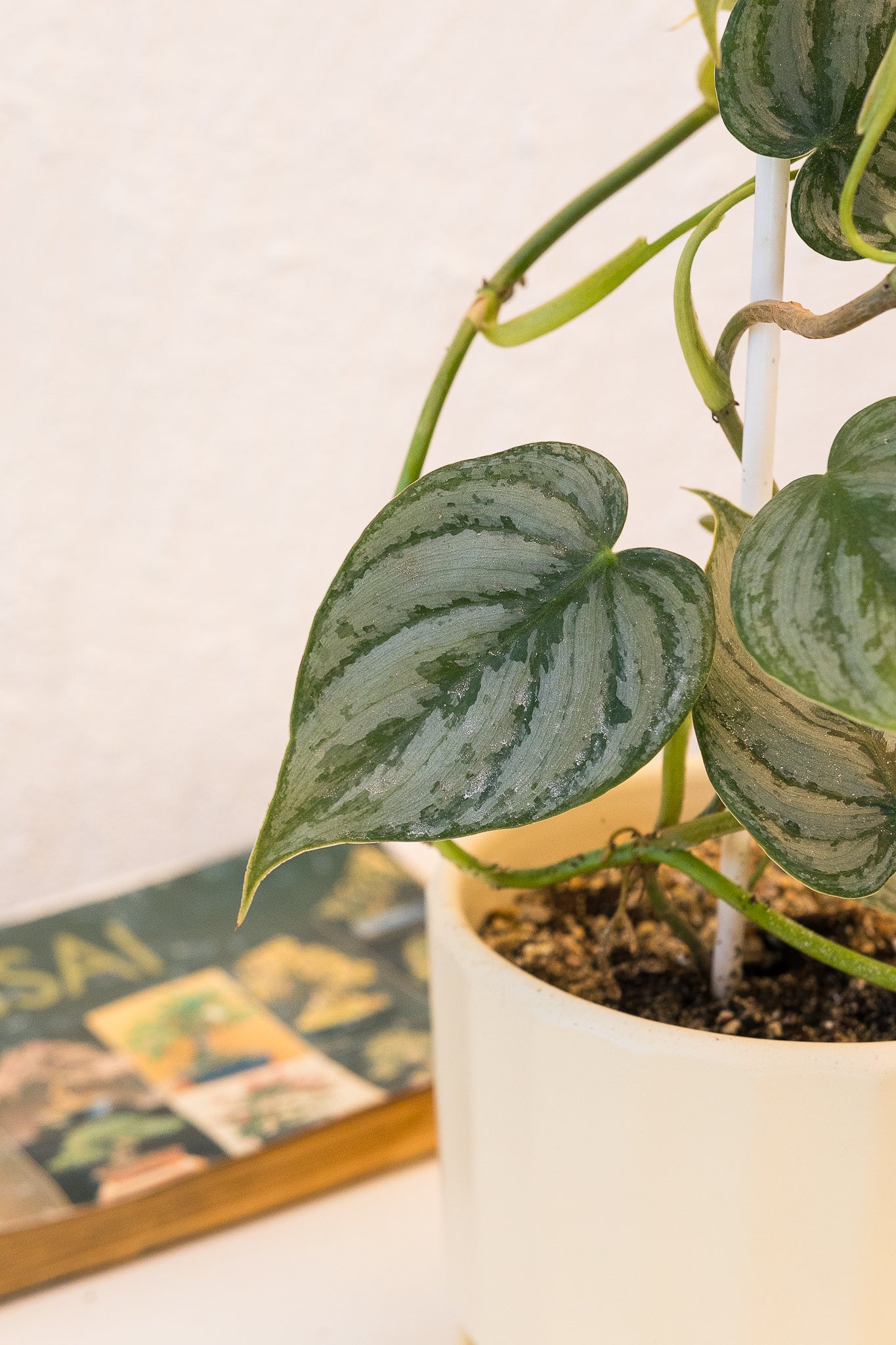Philodendron Brandtianum - Imagen 3