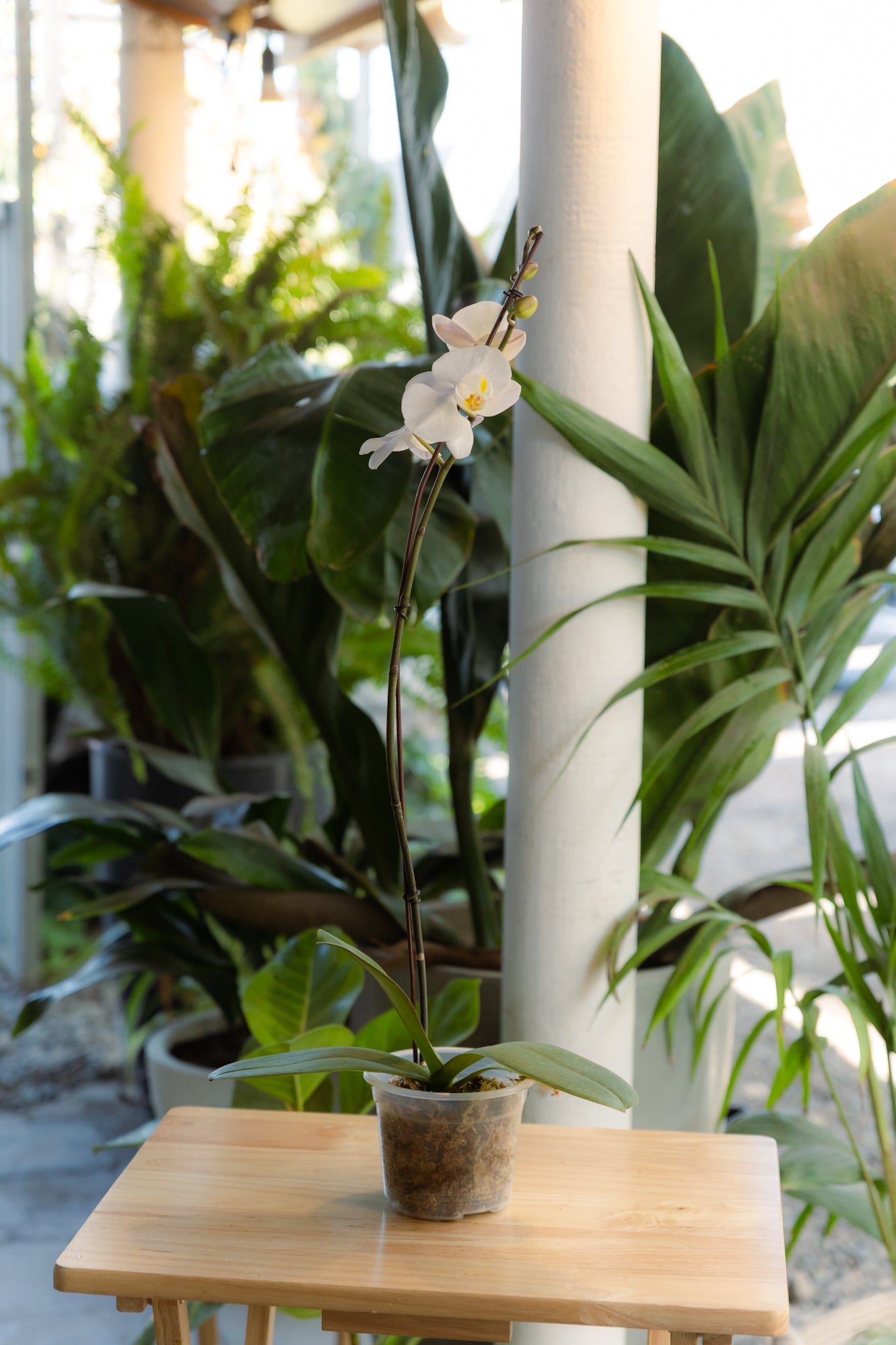 Orquídea - Imagen 3