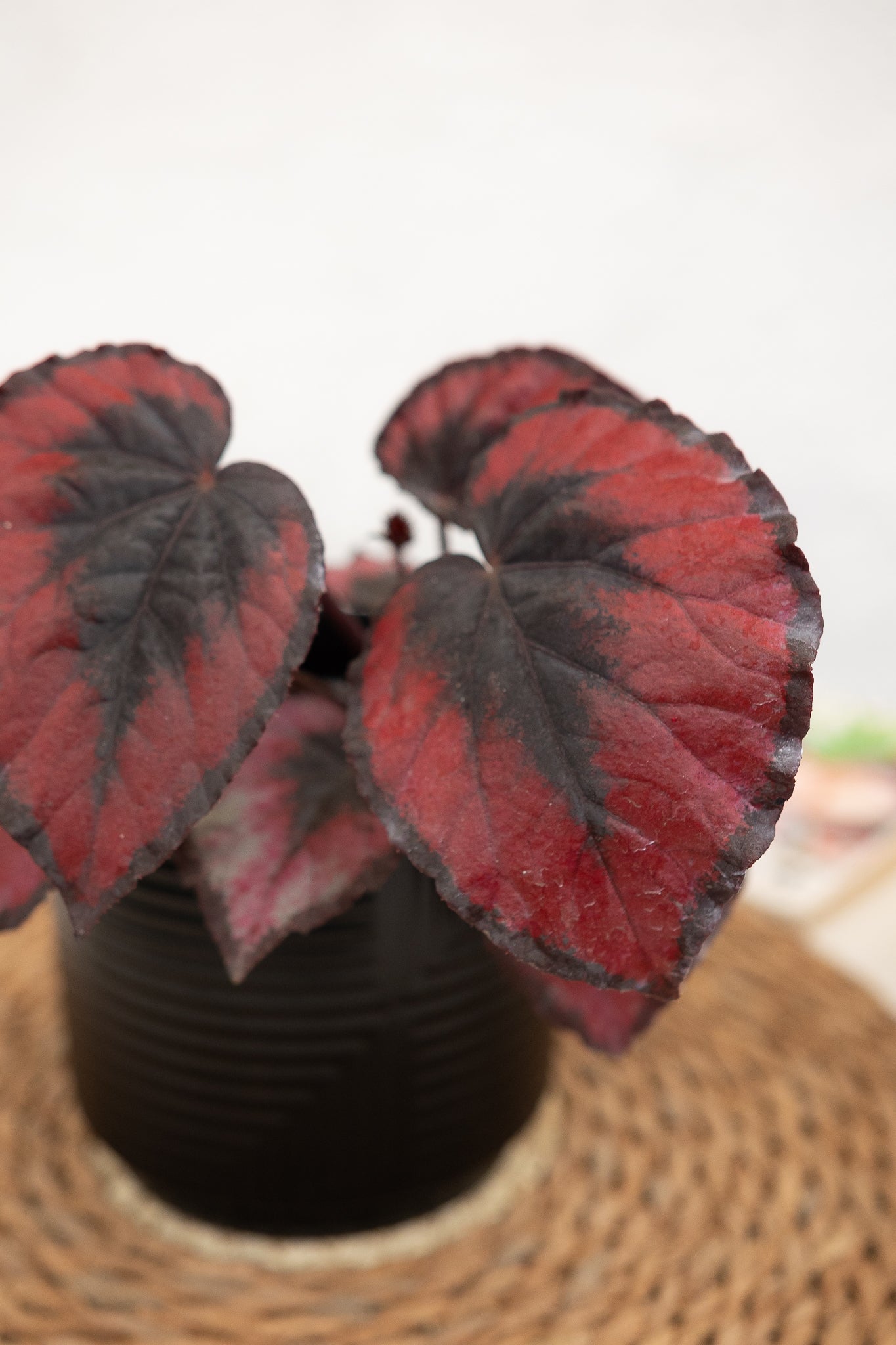 Begonia Rex - Imagen 5