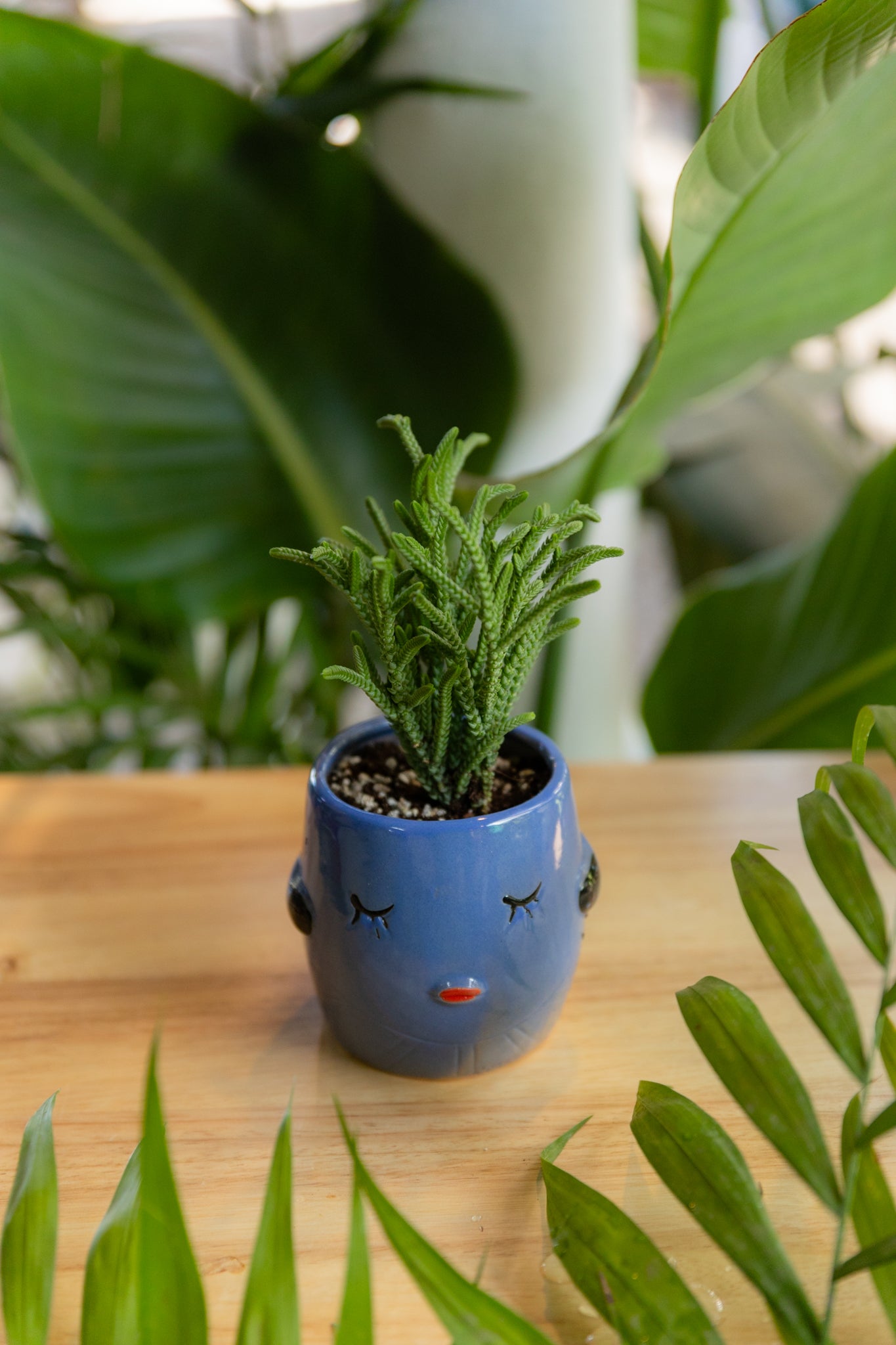Crassula muscosa