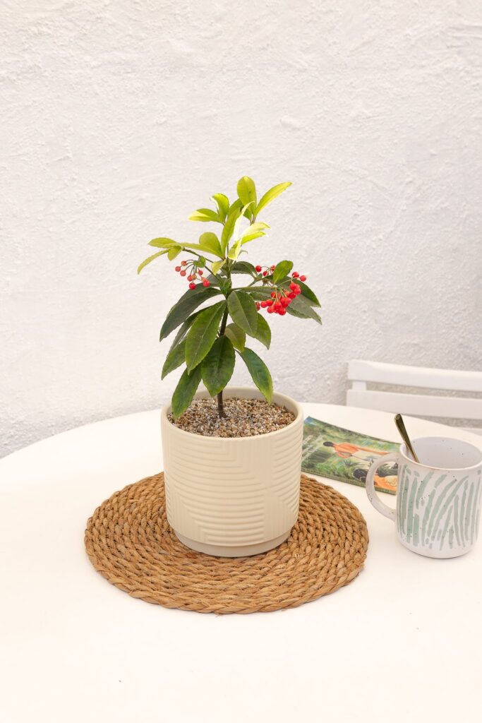 Ardisia Christmas Berry