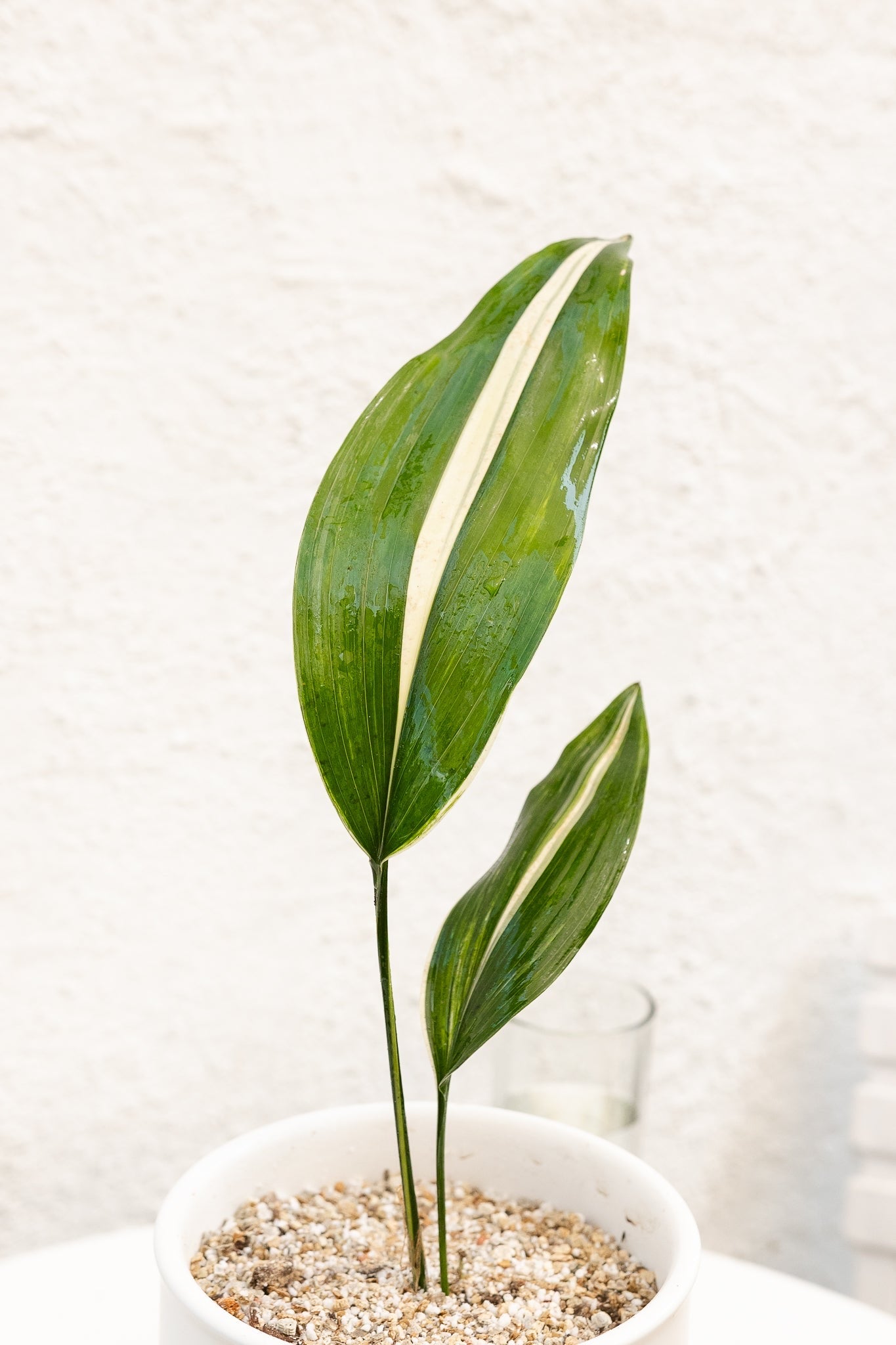 Aspidistra - Imagen 4