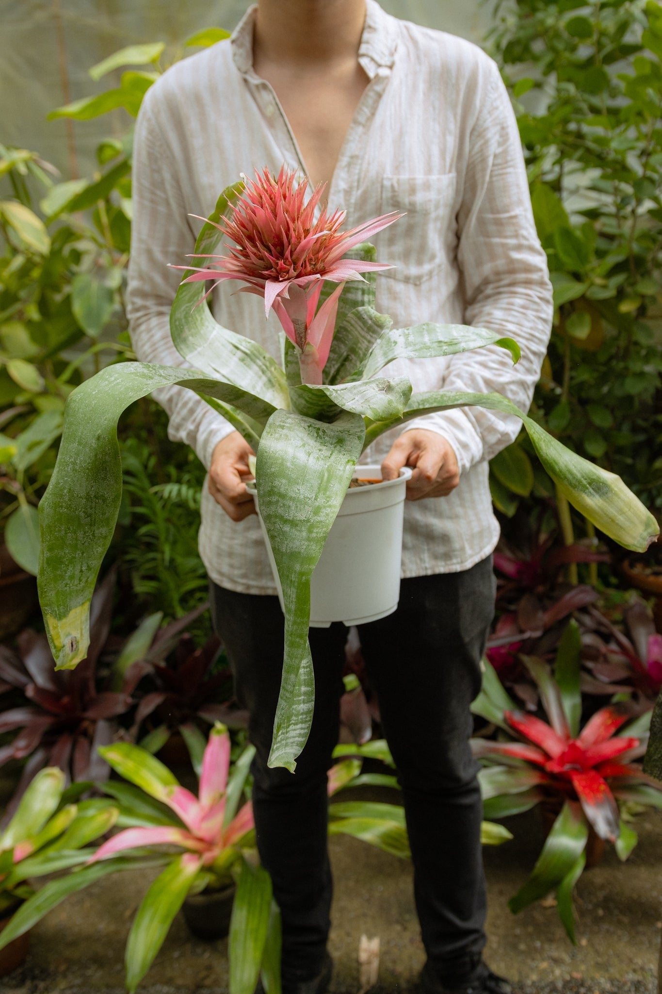 Bromelia - Imagen 19