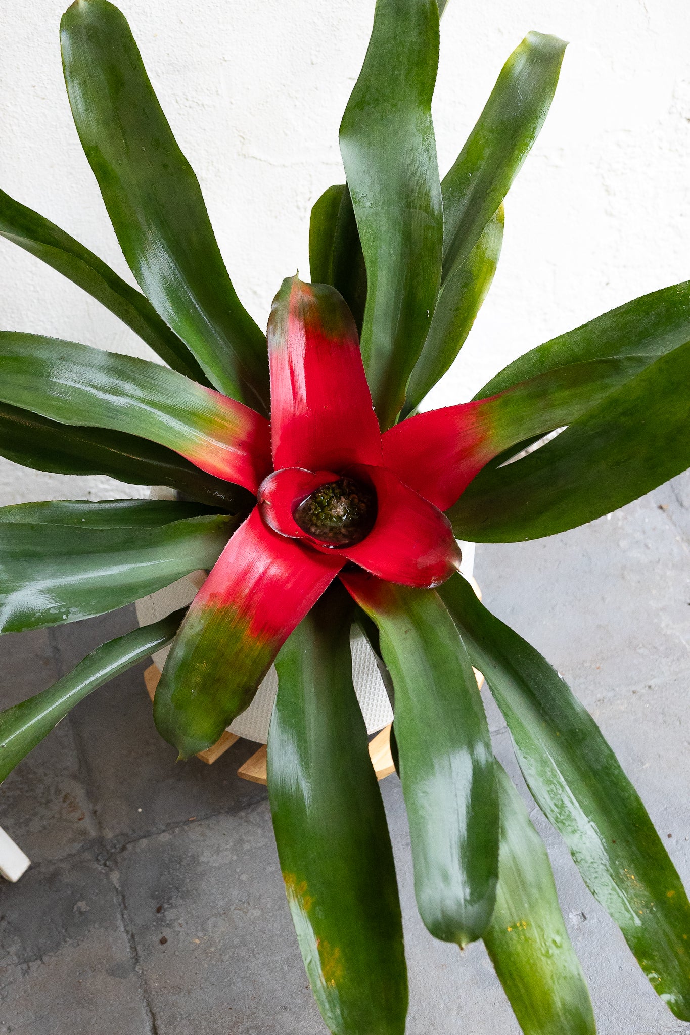 Bromelia - Imagen 4