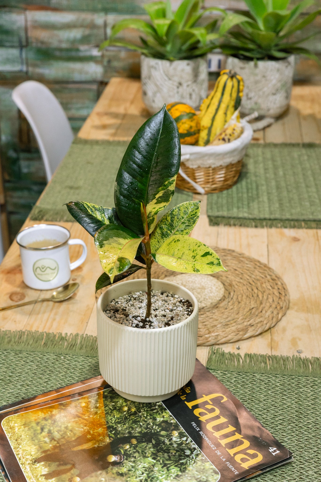 Ficus Shivereano - Imagen 4