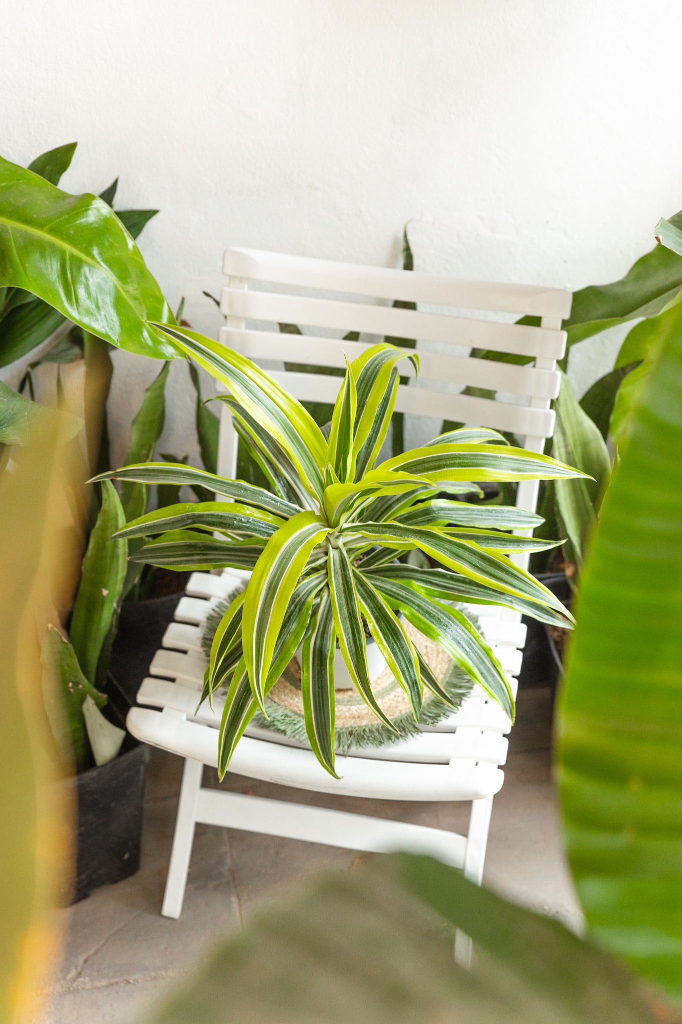 Dracena Lemon - Imagen 2