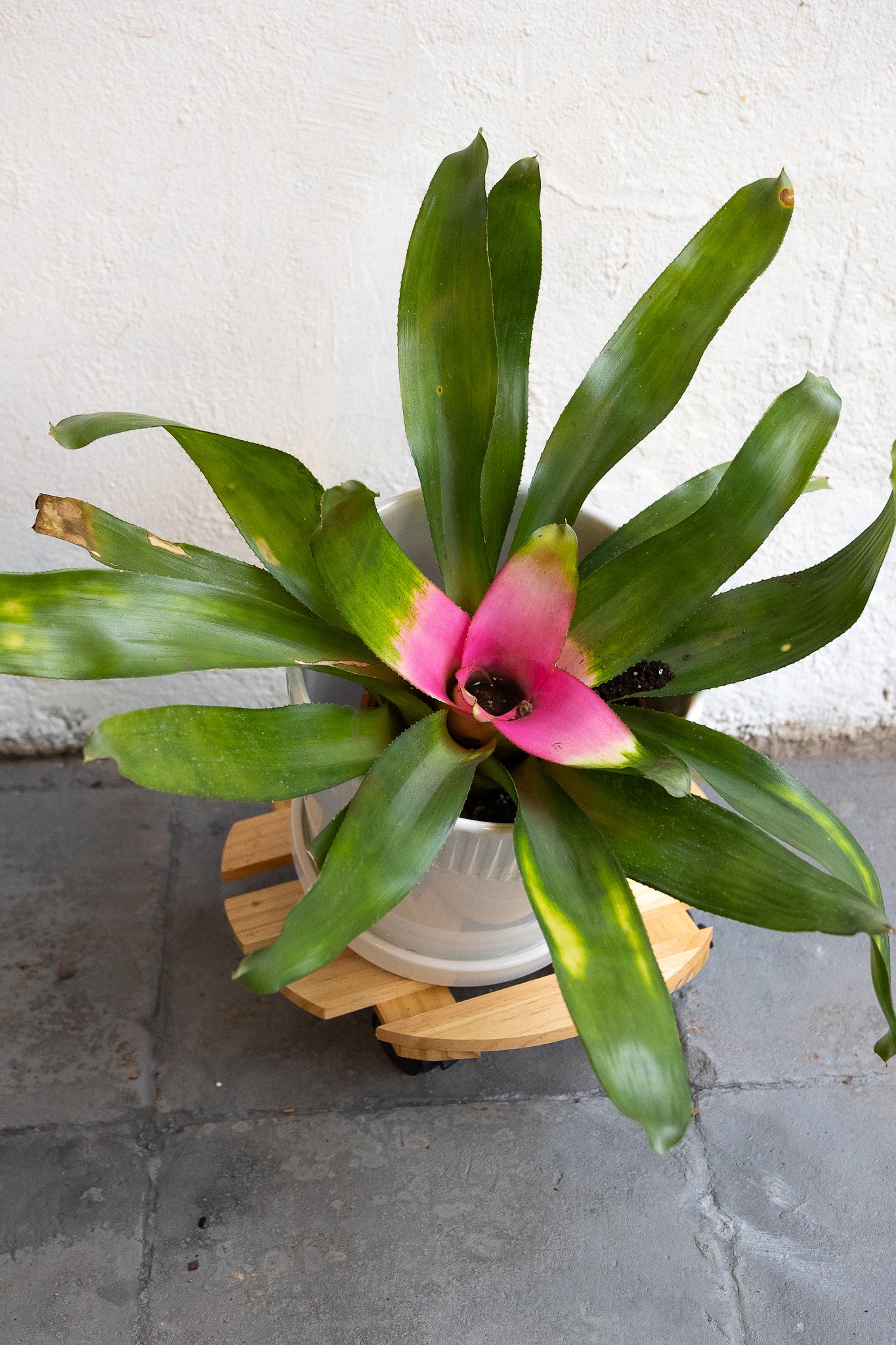 Bromelia - Imagen 11