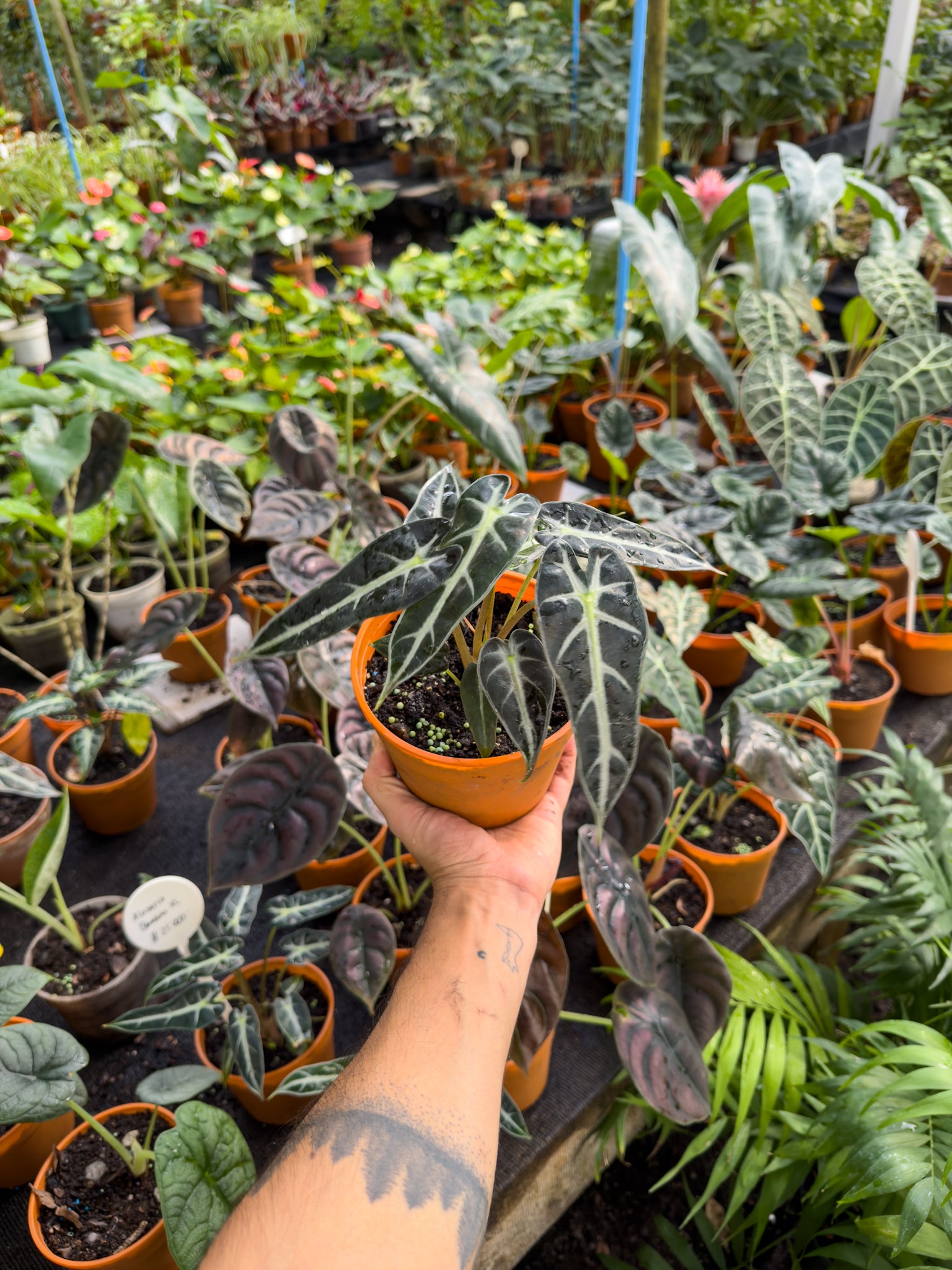 Alocasia Sanderiana - Imagen 4
