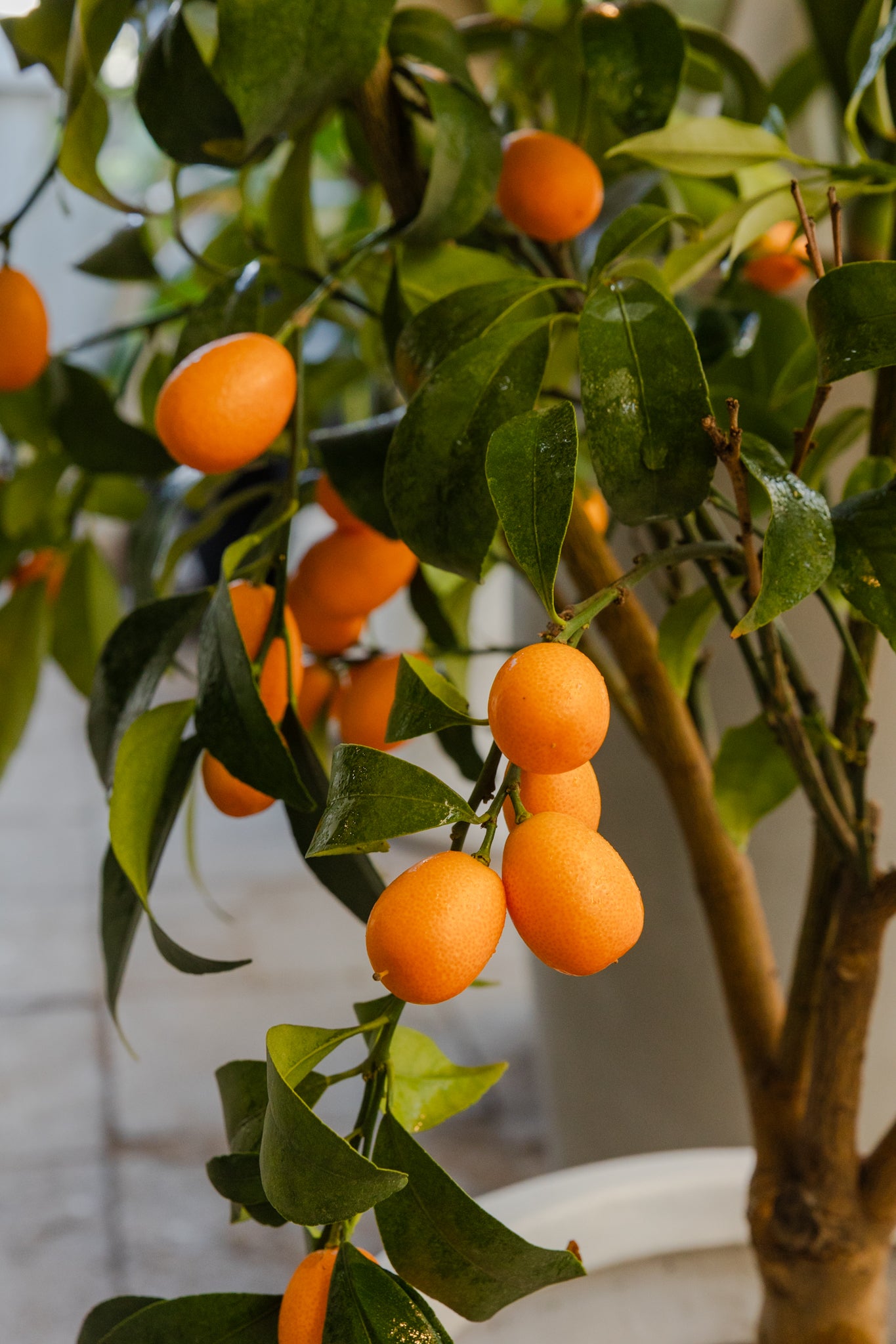 Kumquat - Imagen 3