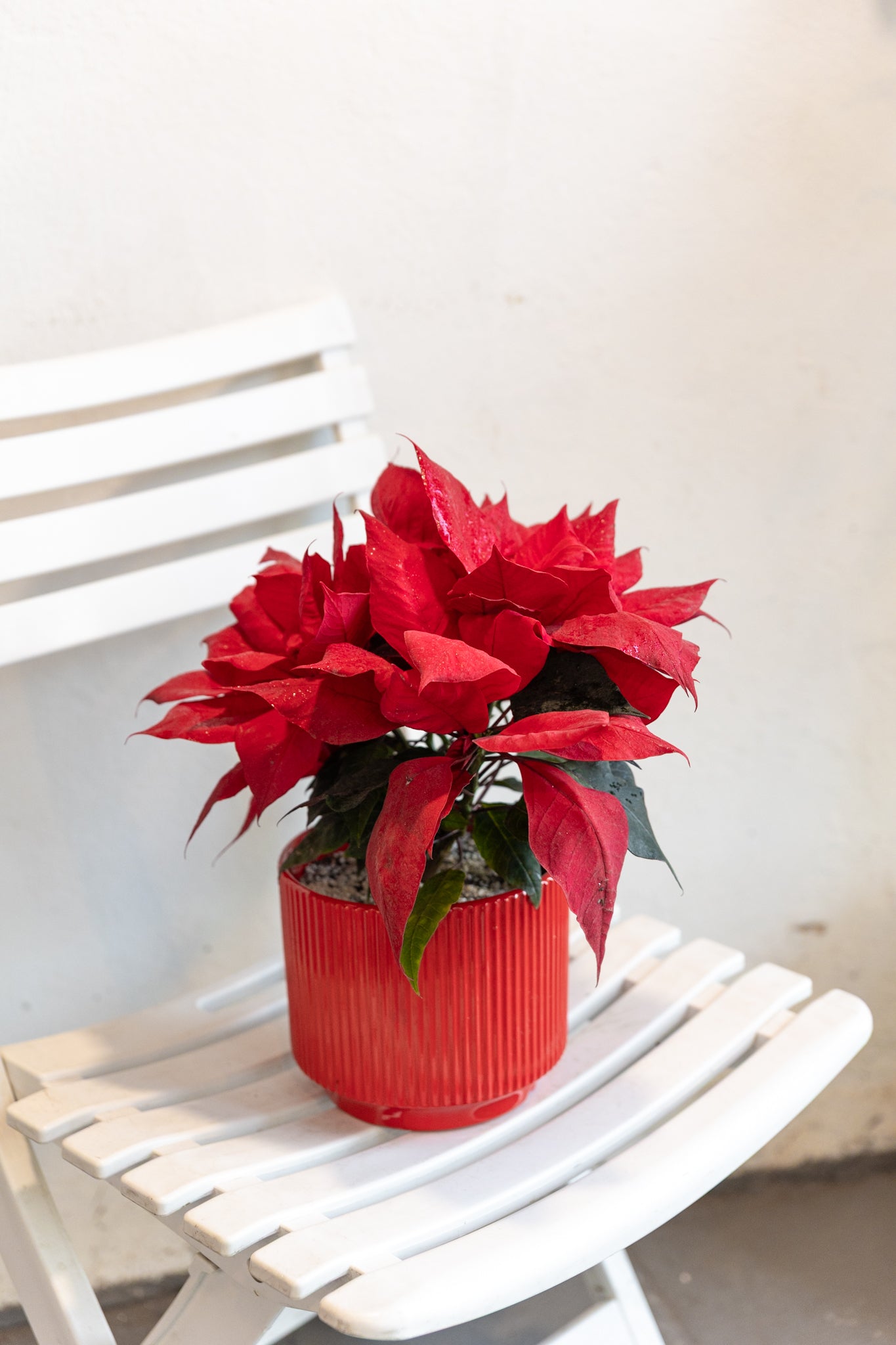 Corona del Inca (Flor de Navidad) - Imagen 4