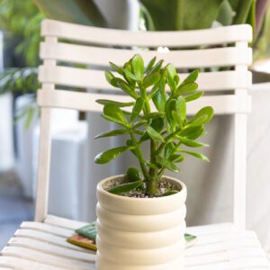 Jade (Crassula Ovata)