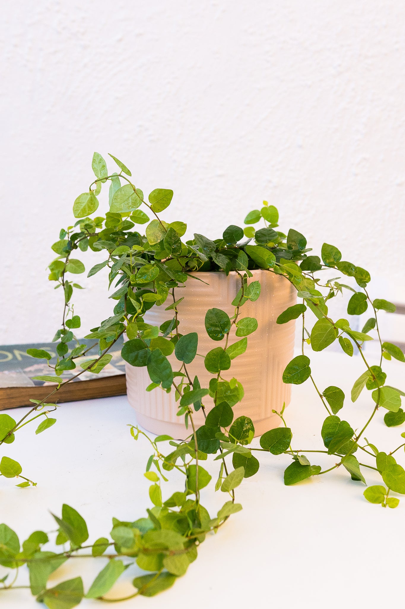 Ficus Repens - Imagen 2