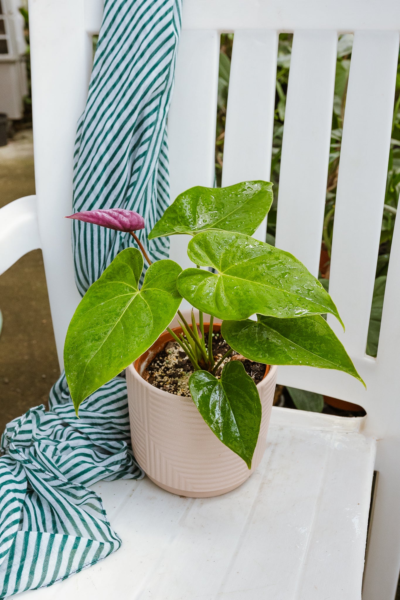 Anturio con flor (Anthurium Andreanum) - Imagen 6