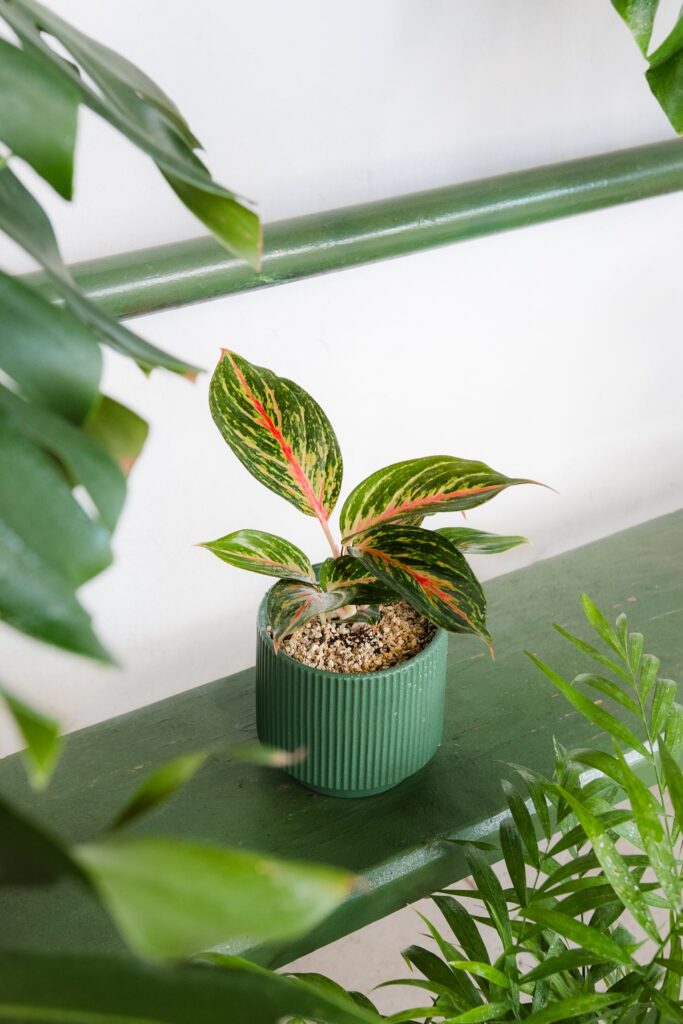 Aglaonema Red Emerald