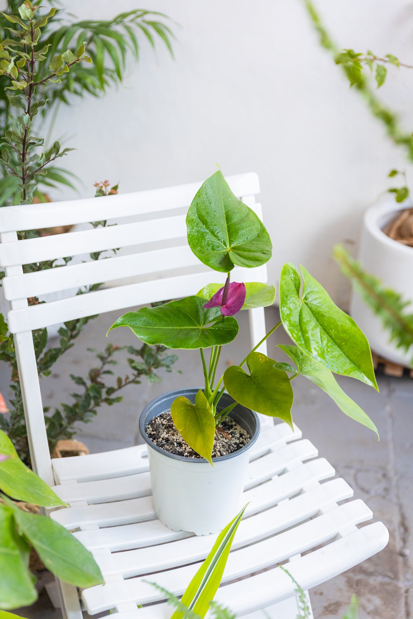 Anturio con flor (Anthurium Andreanum) - Imagen 2