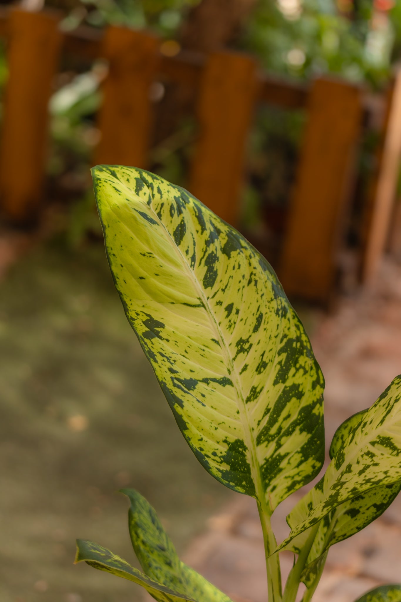 Dieffenbachia Pictus - Imagen 2