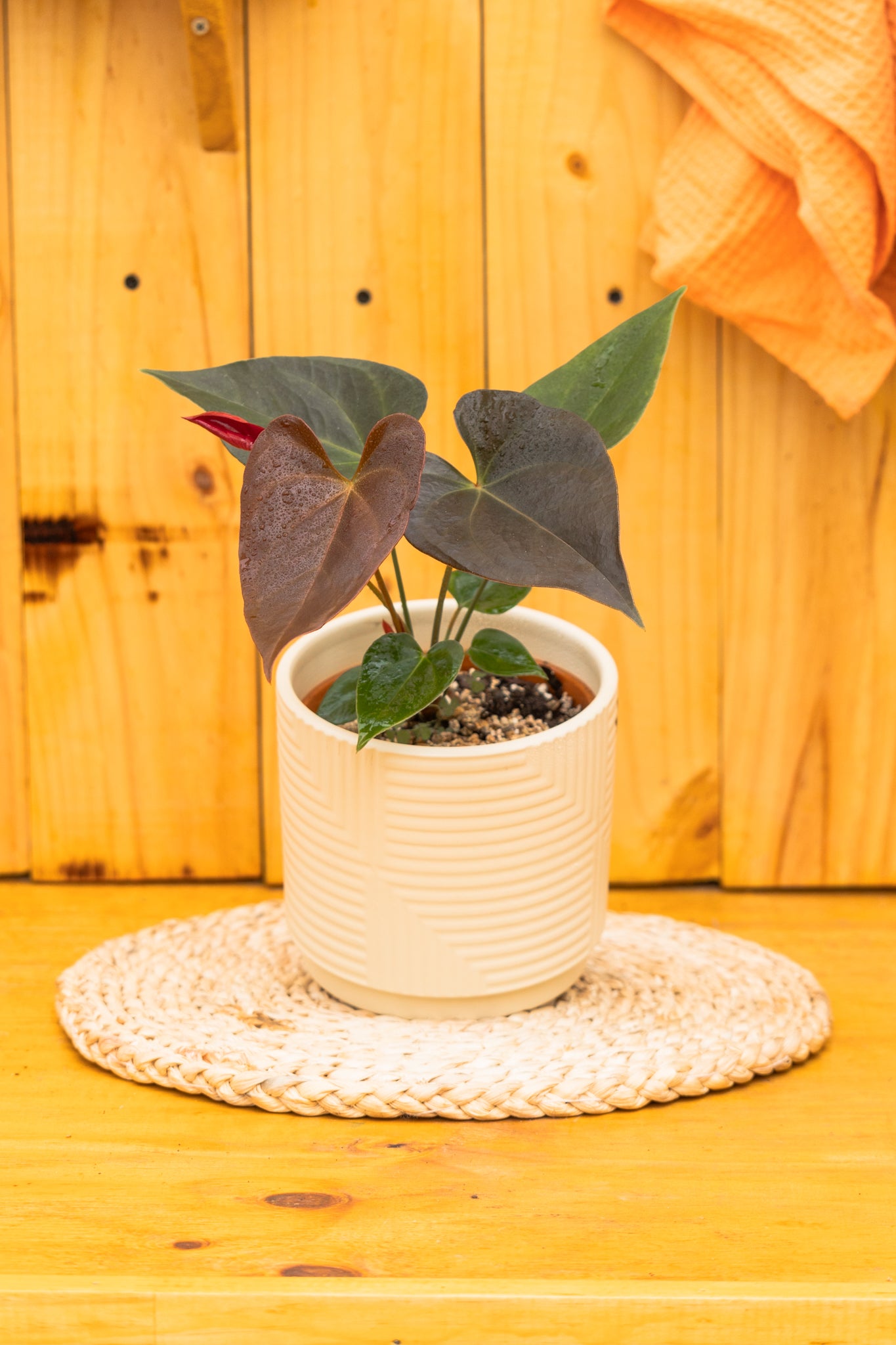 Anturio con flor (Anthurium Andreanum) - Imagen 10