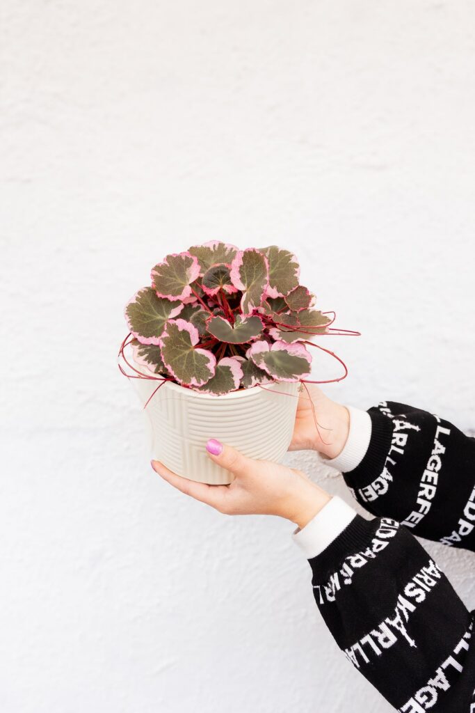 Saxifraga Pink