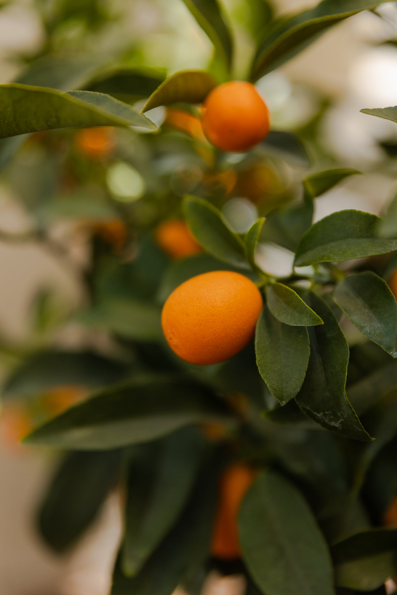 Kumquat - Imagen 7