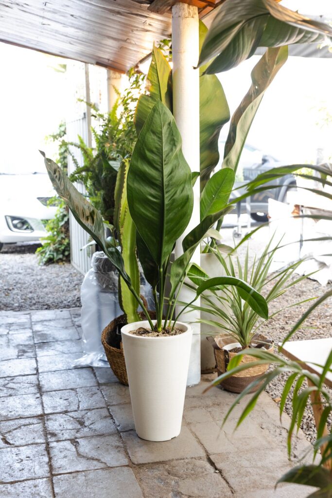 Anturio Gigante Coriaceum
