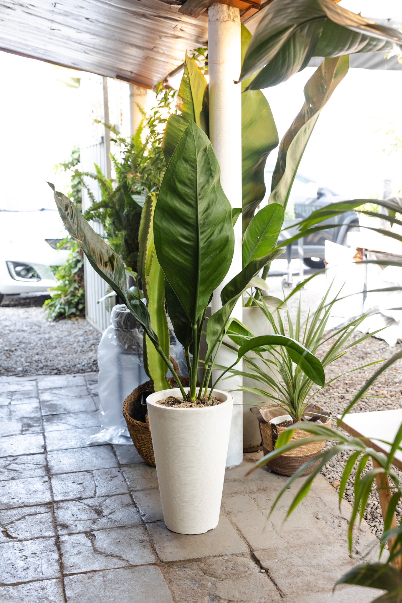 Anturio Gigante Coriaceum