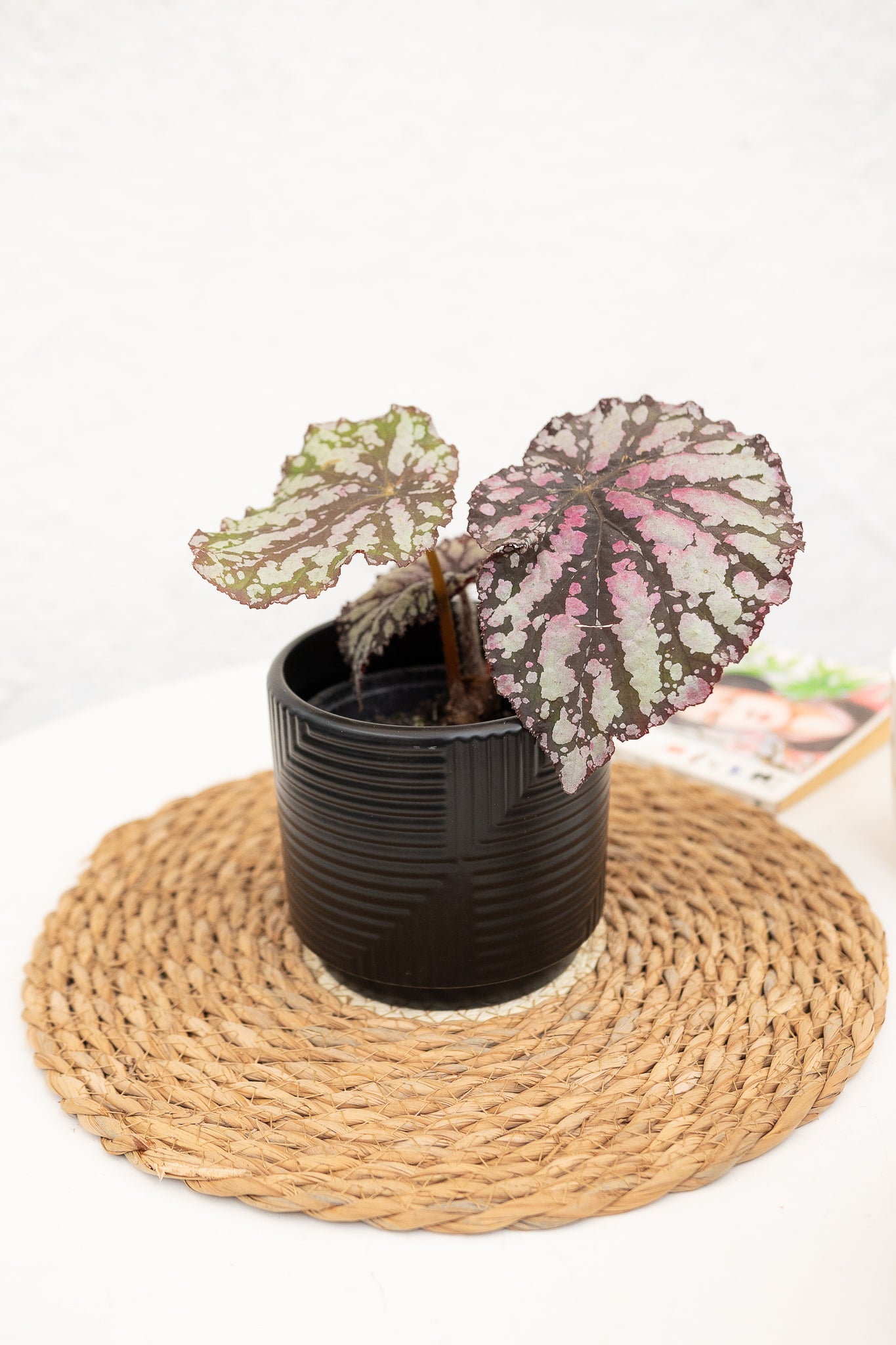 Begonia Rex - Imagen 2