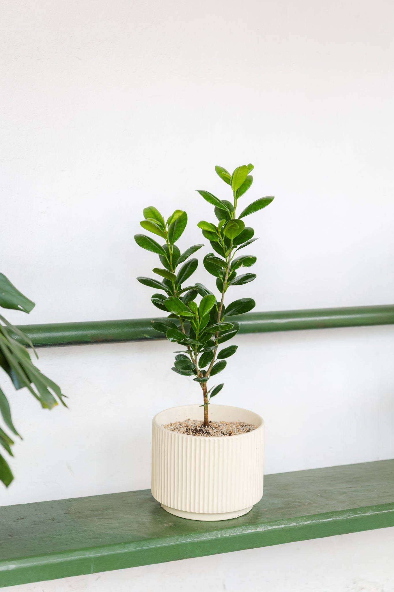 Ficus Moclame - Imagen 3
