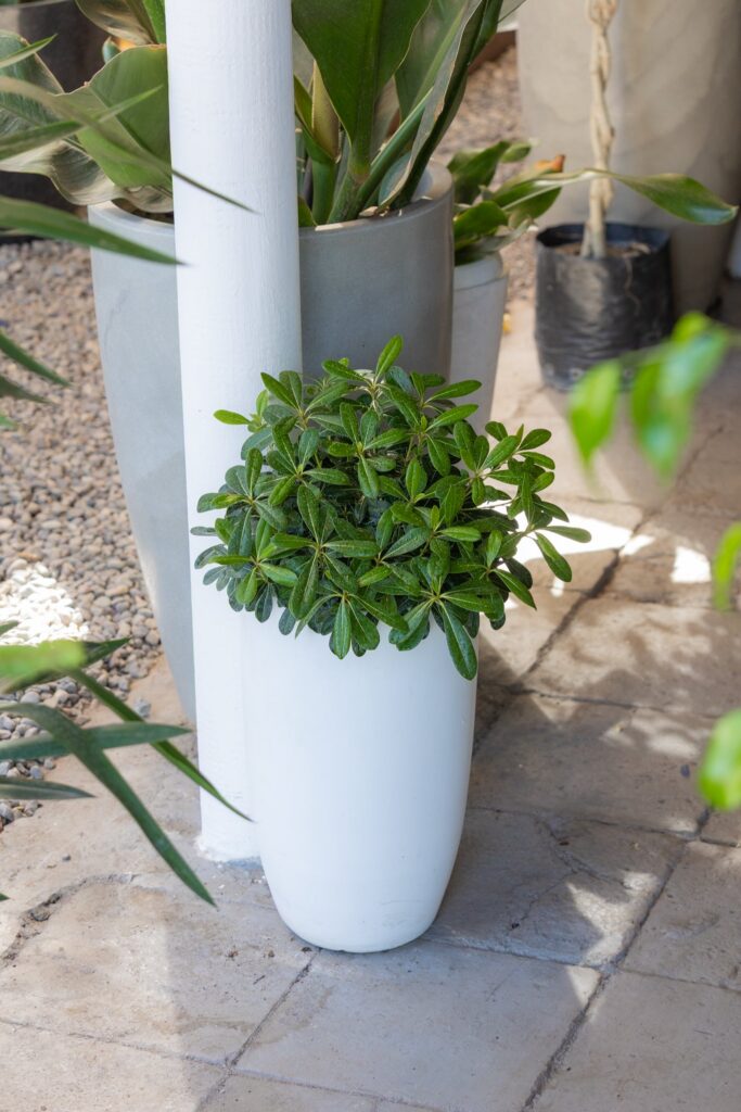 Pittosporum
