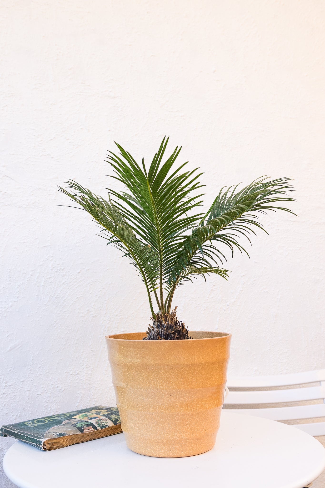 Cyca Revoluta - Imagen 3