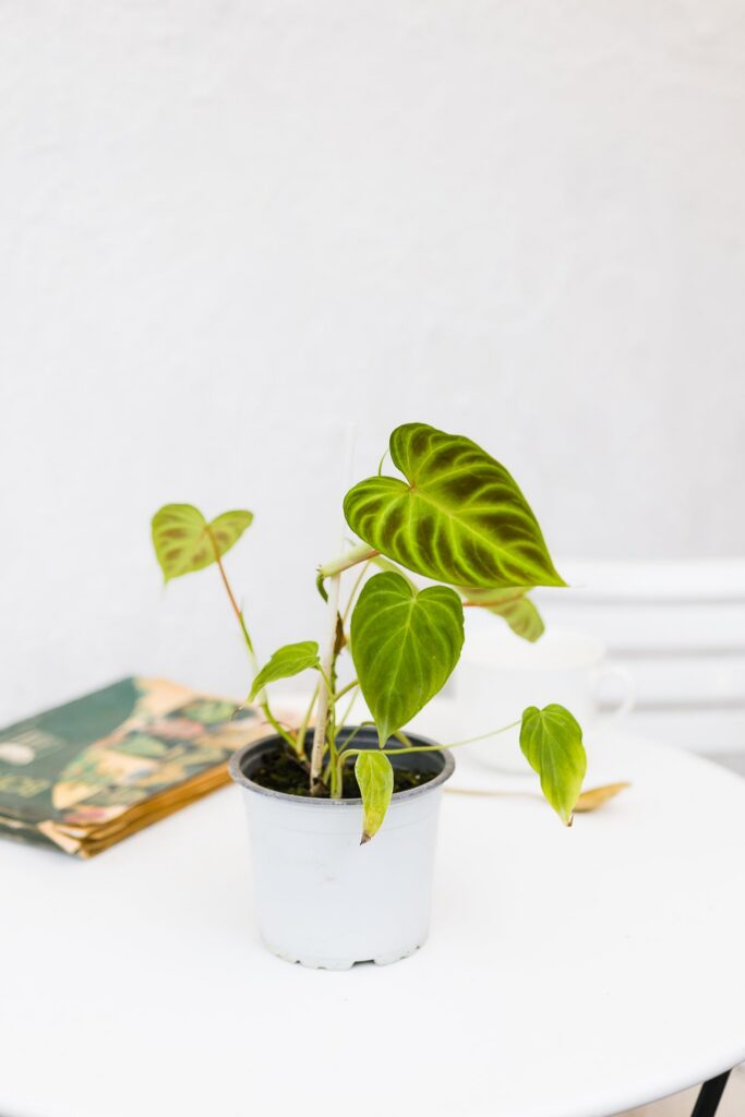 Filodendro Verrucosum