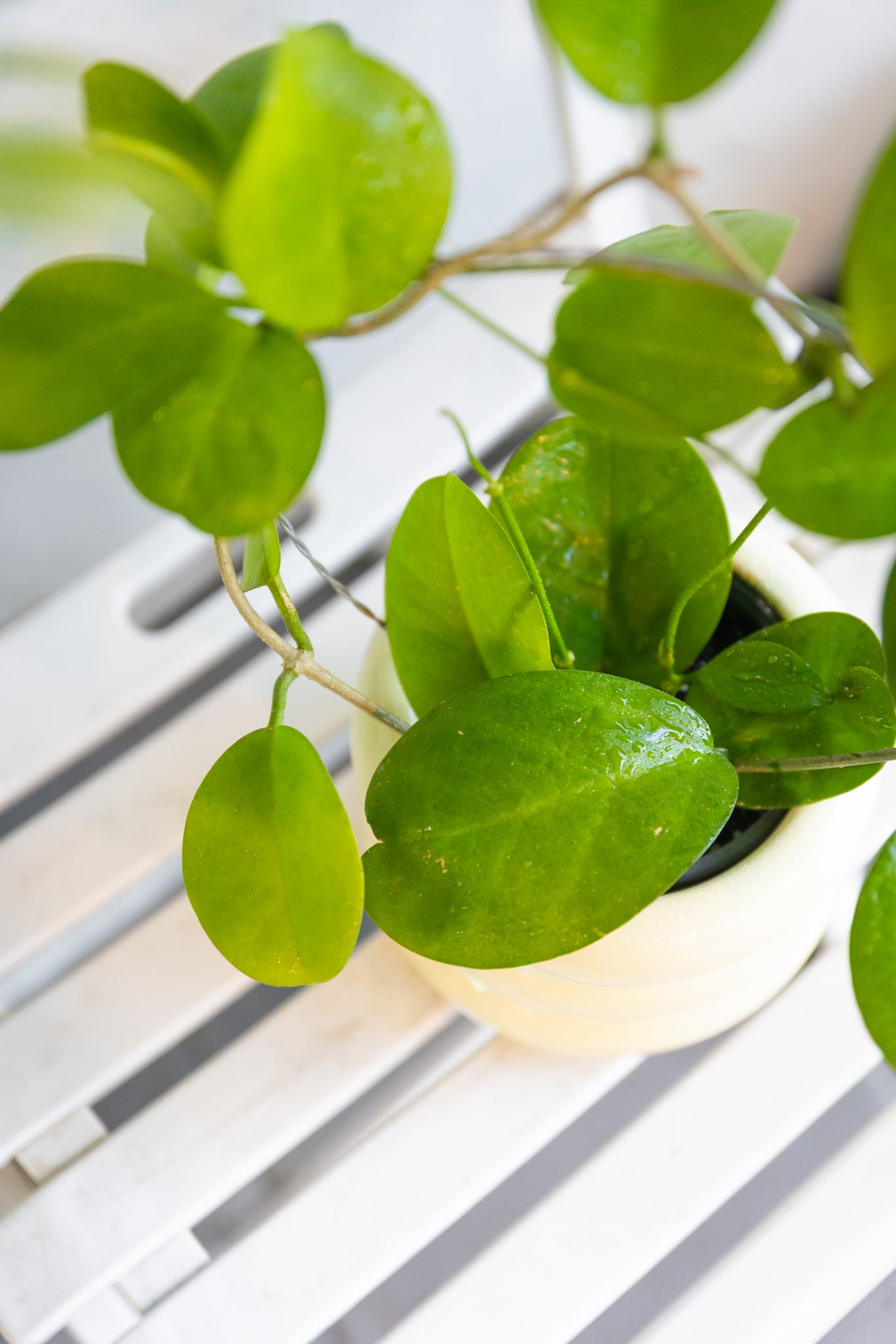 Hoya Australis - Imagen 3