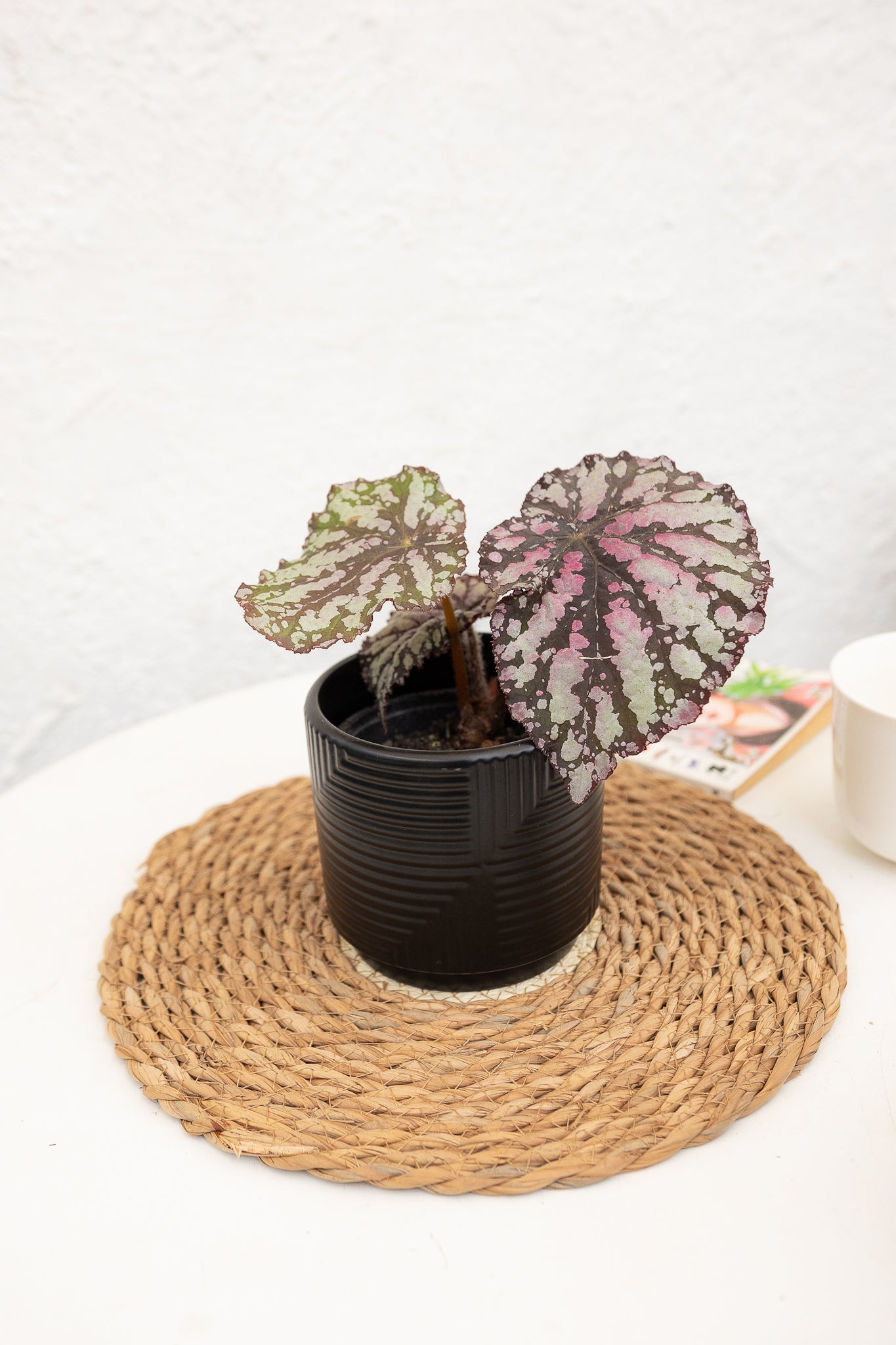Begonia Rex - Imagen 3