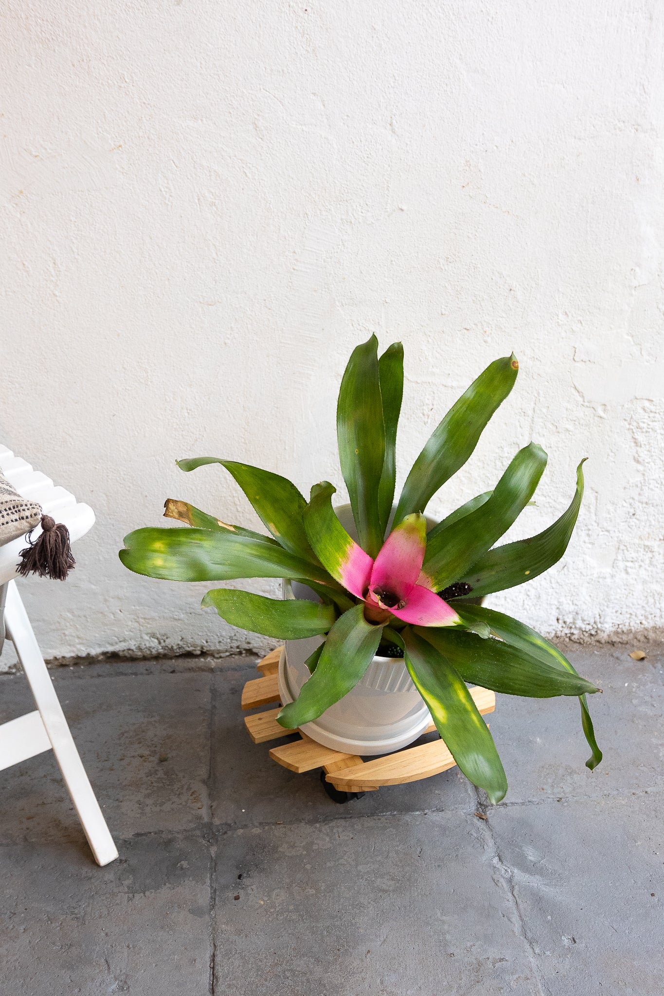 Bromelia - Imagen 10