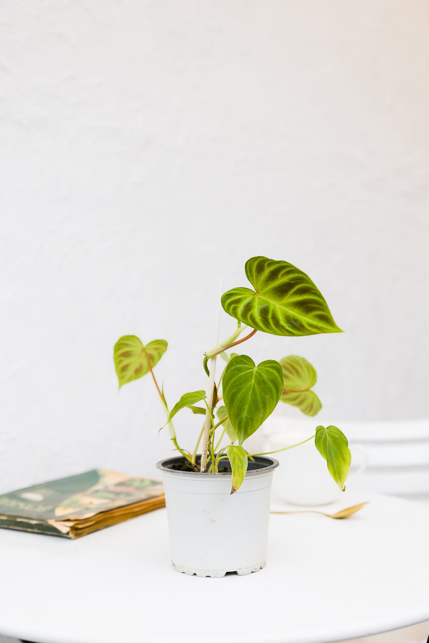 Filodendro Verrucosum - Imagen 2