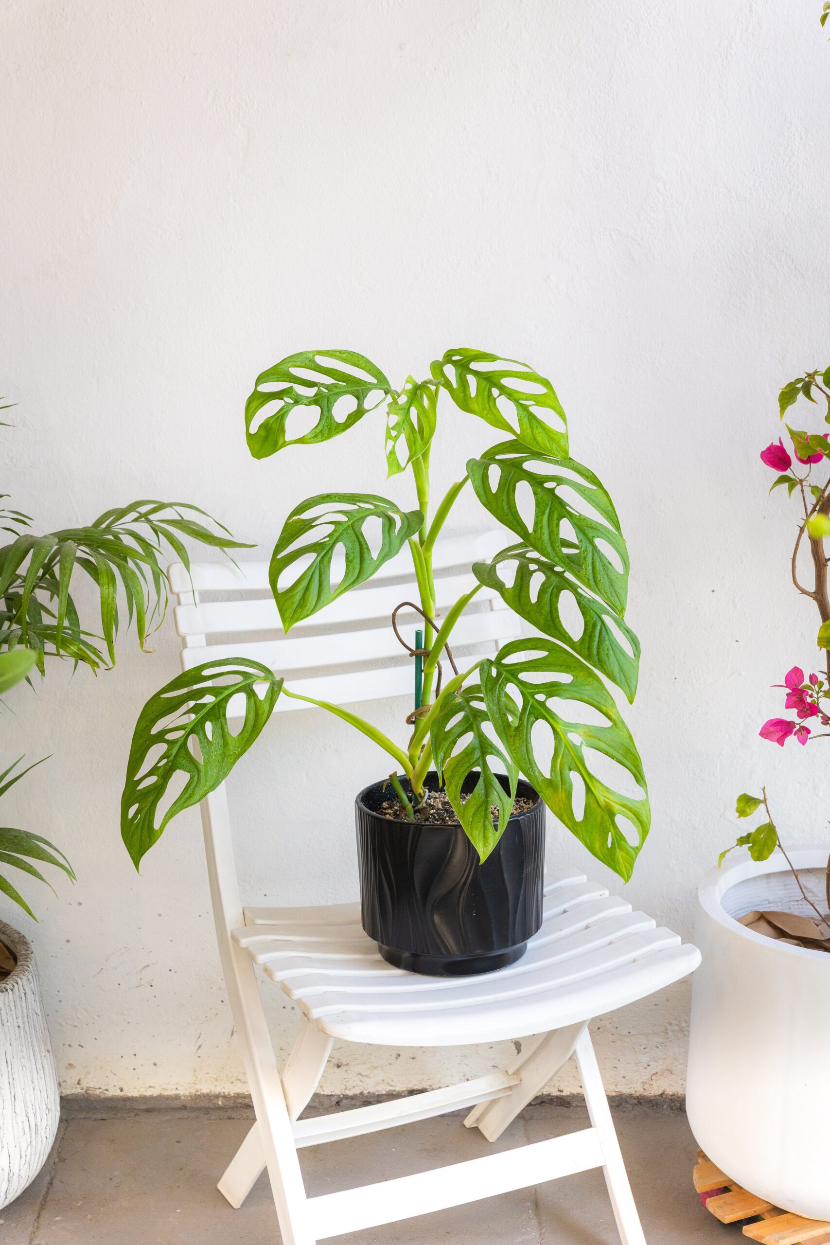 Monstera Adansonii Esqueleto - Imagen 3