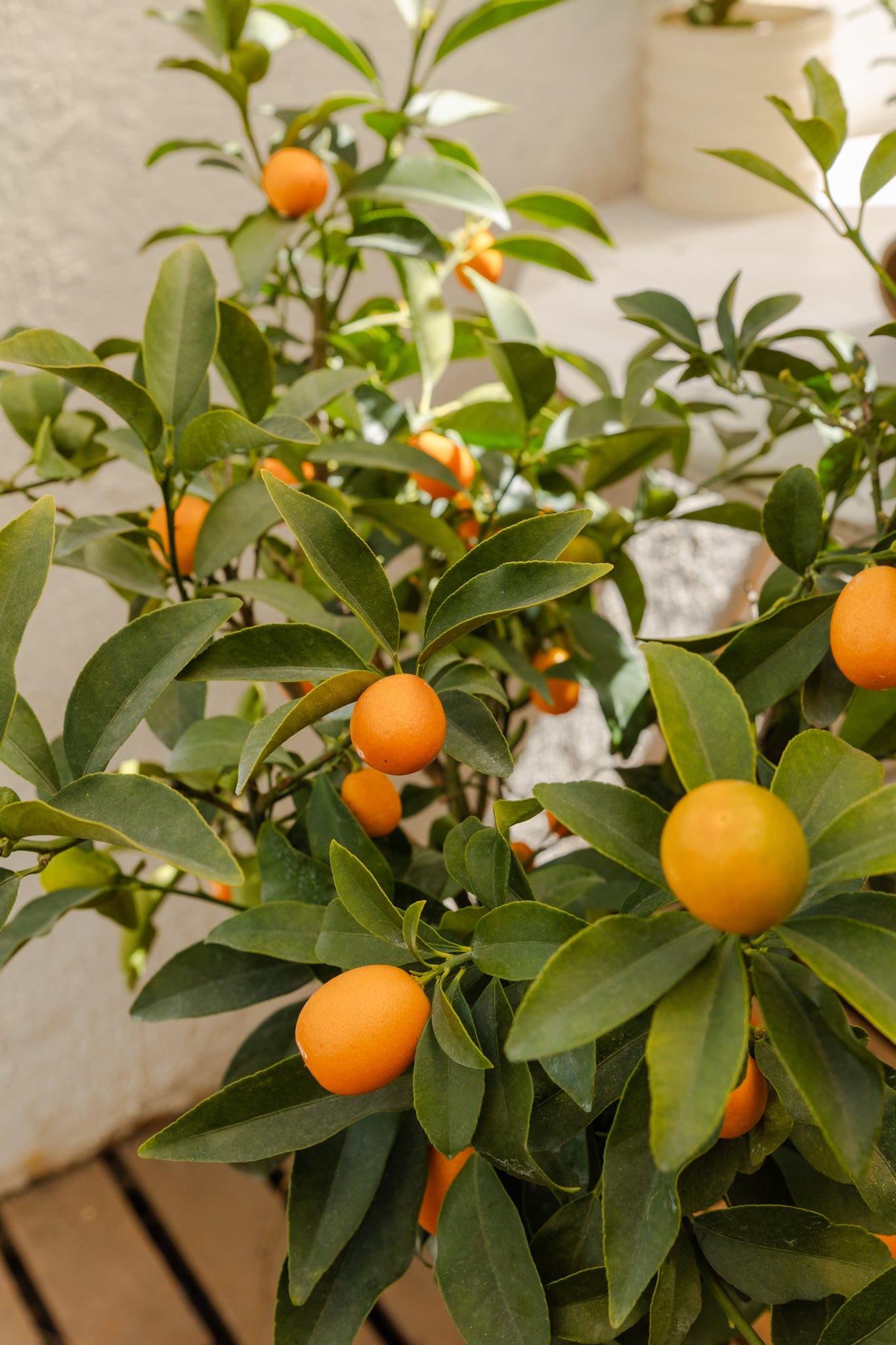 Kumquat - Imagen 6