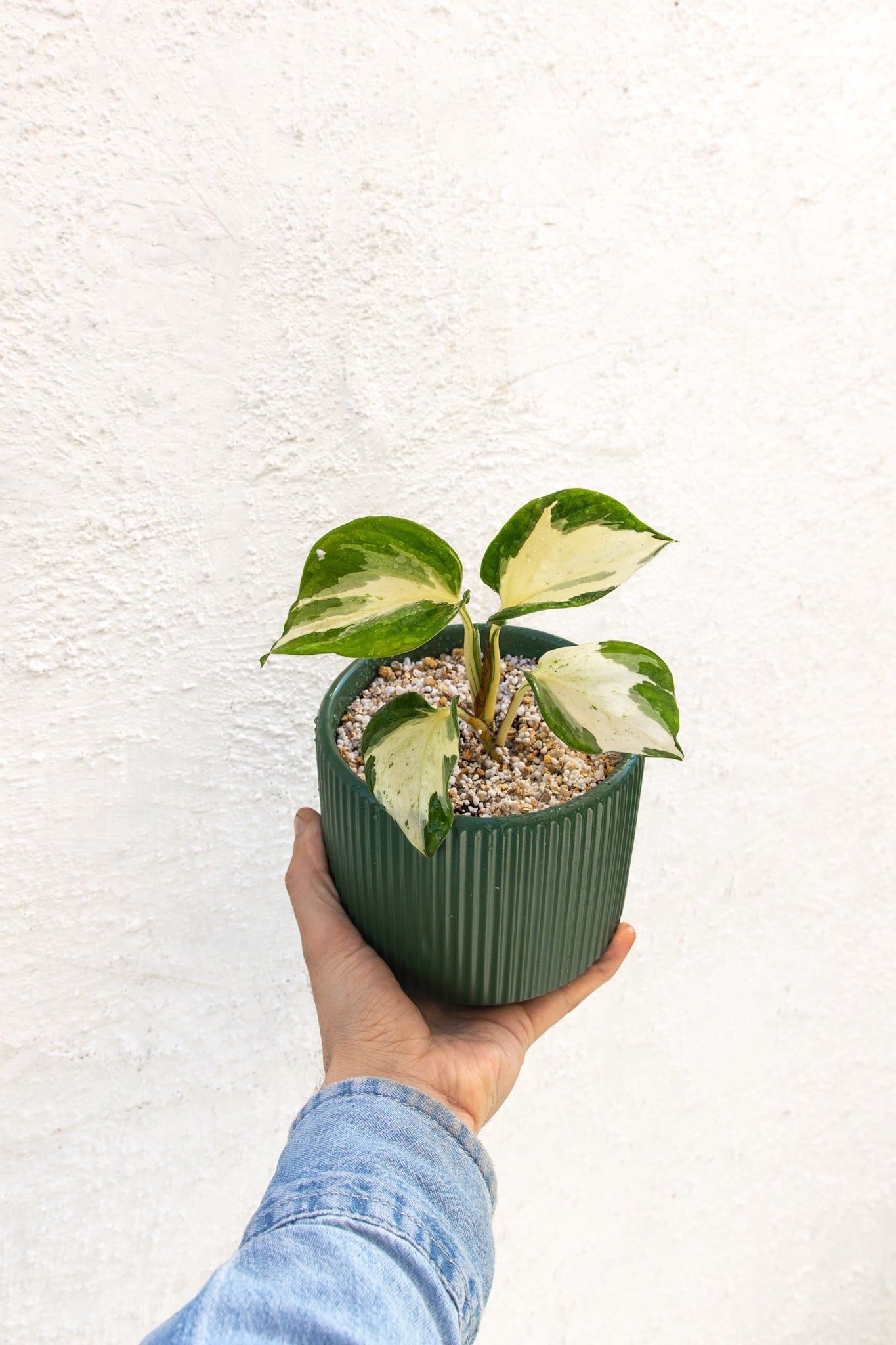 Pothus Manjula - Imagen 4