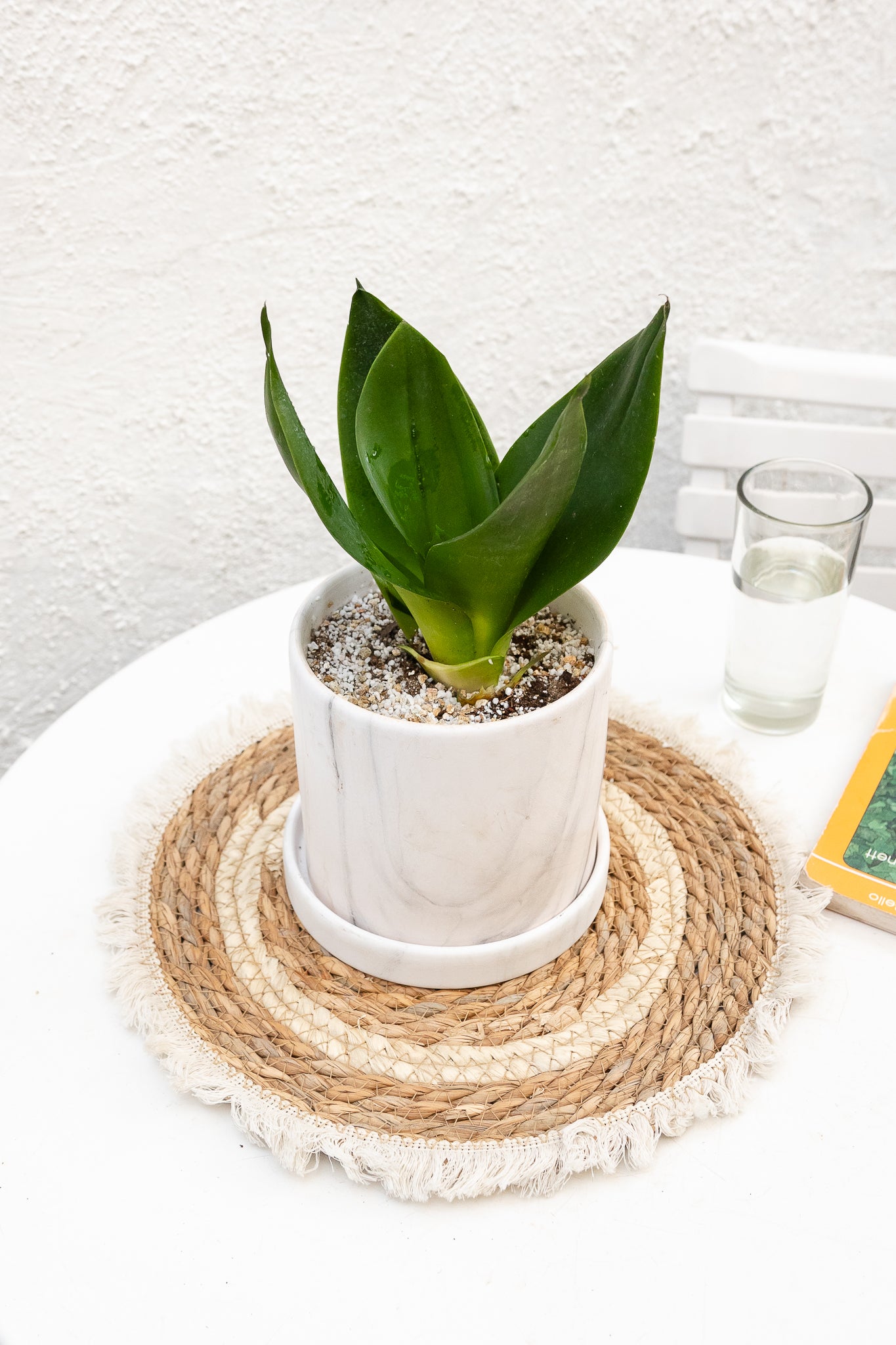 Sansevieria Enana - Imagen 5