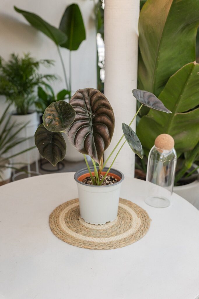 Alocasia cuprea