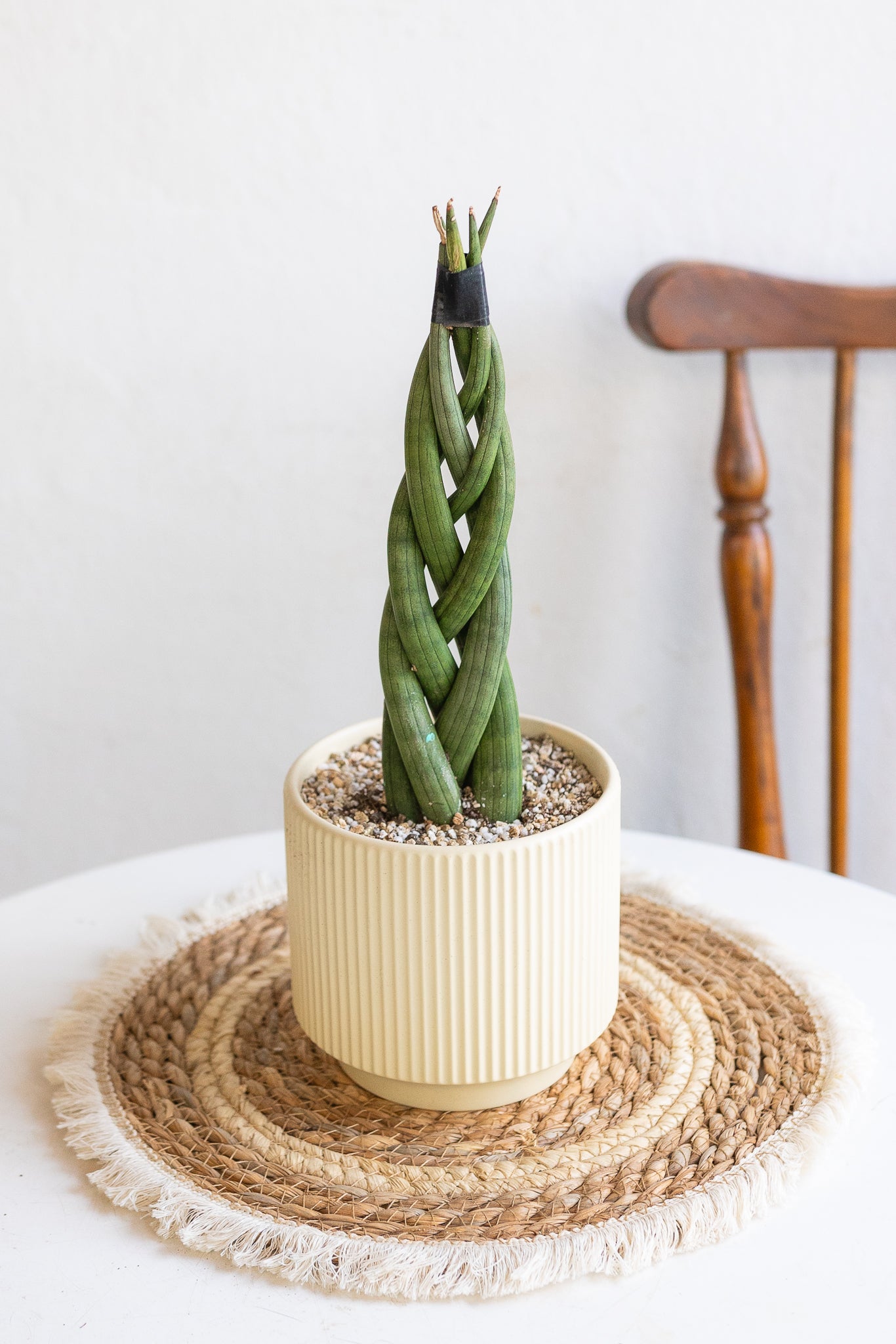 Sansevieria Trenzada - Imagen 2