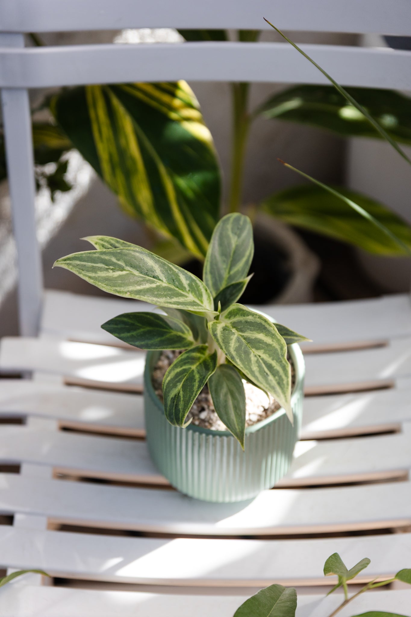 Aglaonema Mukliamthong - Imagen 3