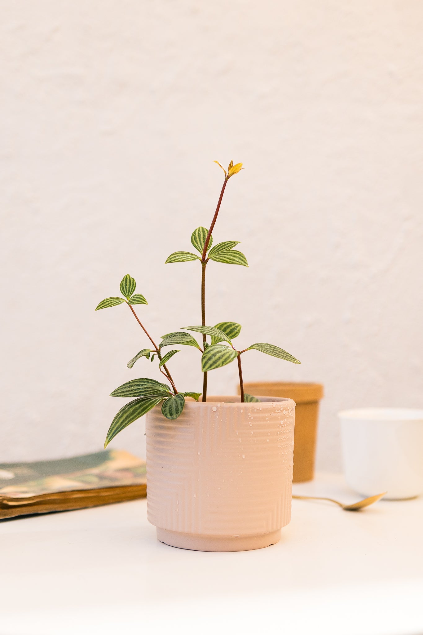 Peperomia Puteolata - Imagen 3