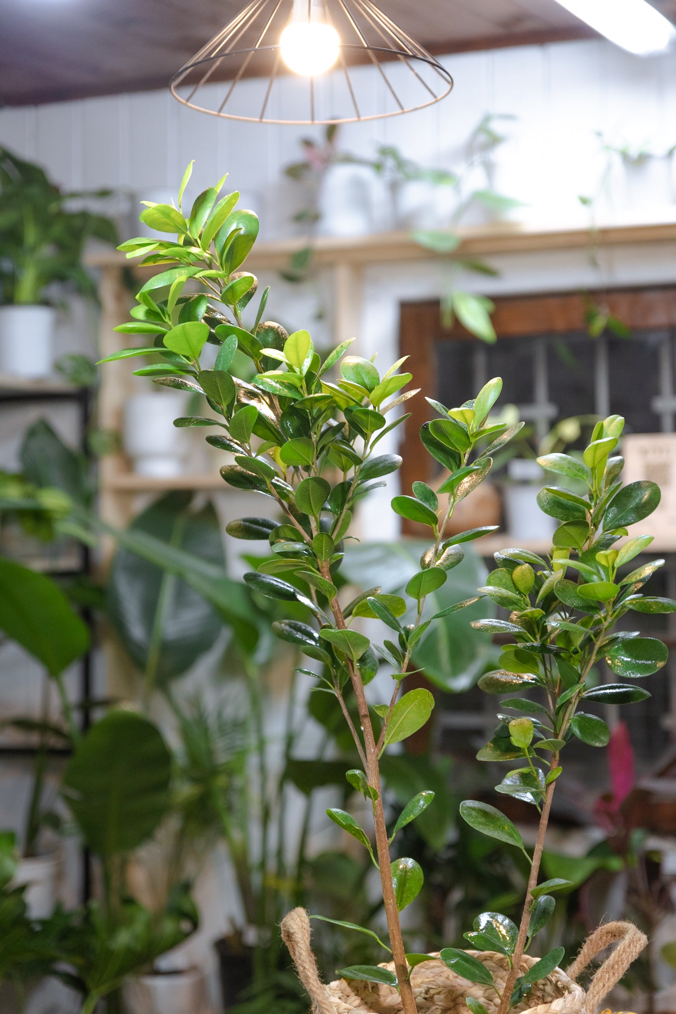 Ficus Moclame - Imagen 6